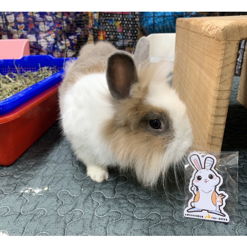 浪兔 icash2.0卡 造型卡 鑰匙圈