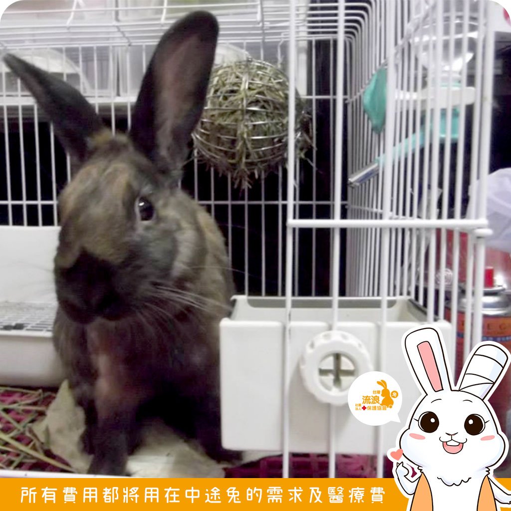 Gex 防打翻食皿 固定食盆