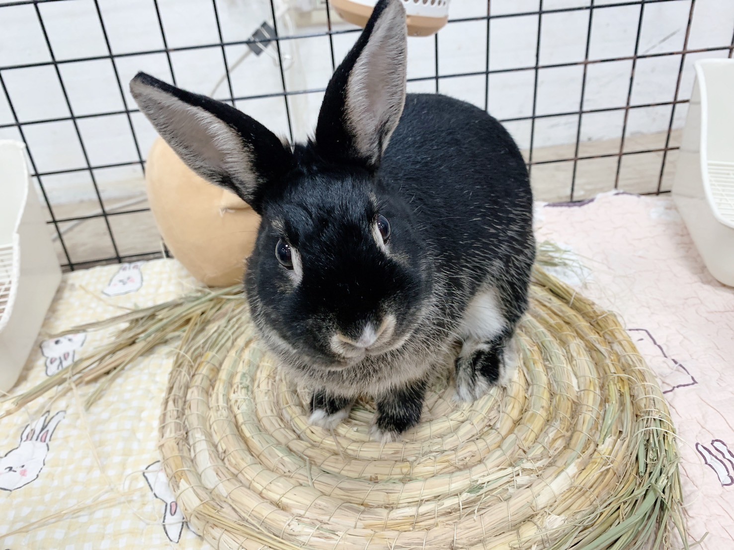 兔窩貓宅 圓草墊