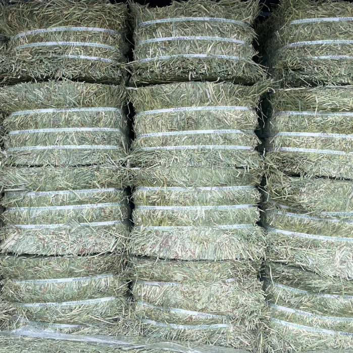 賽馬級提摩西 T2 二割提摩西 梗多