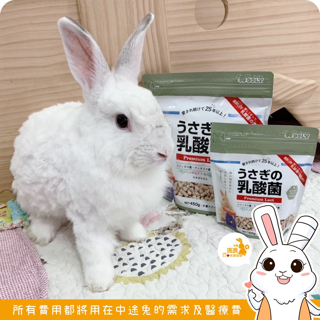日本WOOLY 兔子的乳酸菌(新款)