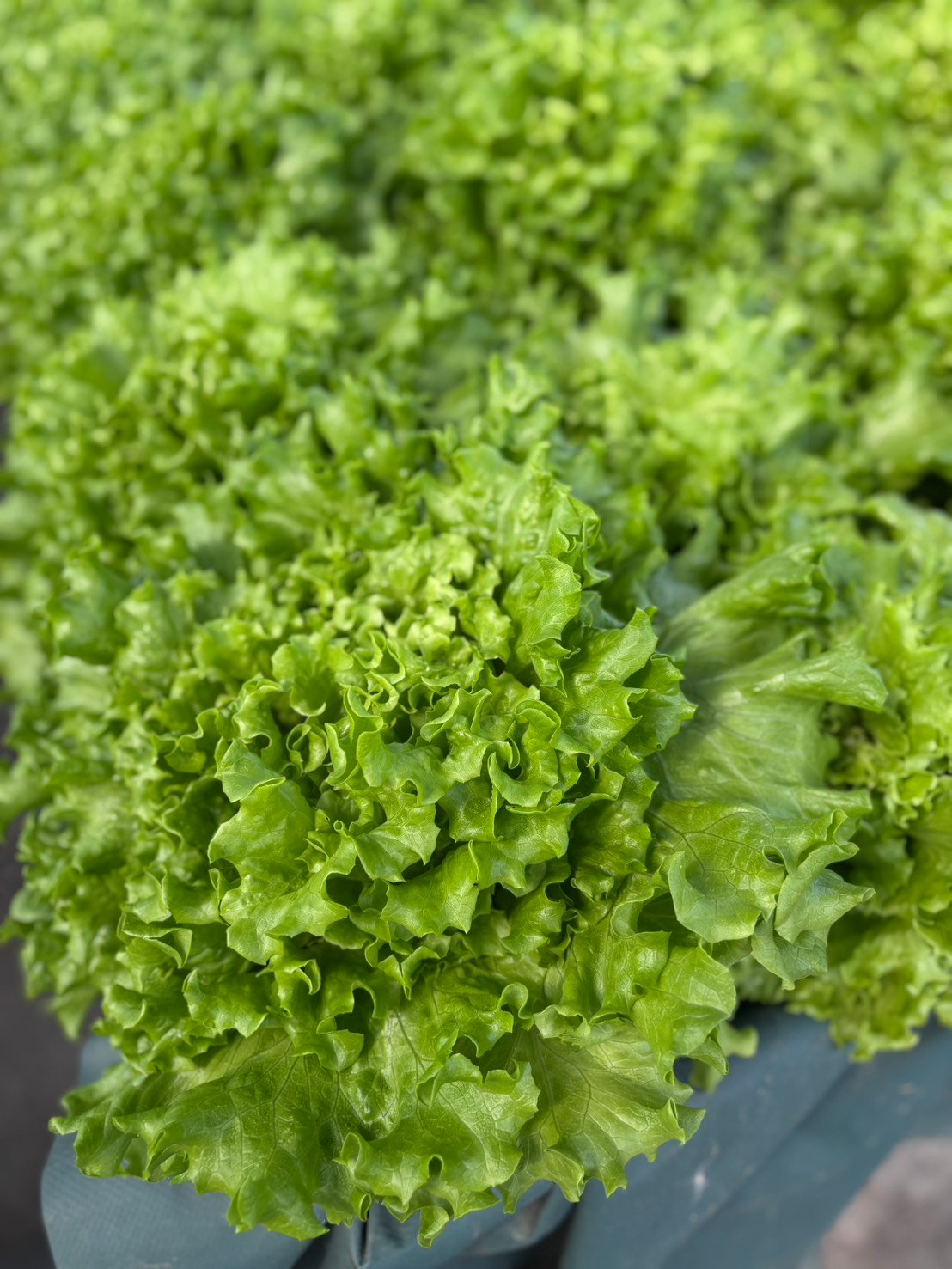 兔兔多汁水耕菜菜(開放日安置中心取貨) 兔兔多汁水耕菜菜(開放日安置中心取貨)