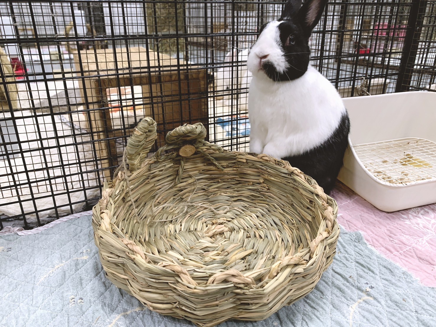 日本 Sumi-CA 兔耳草編窩 S/M