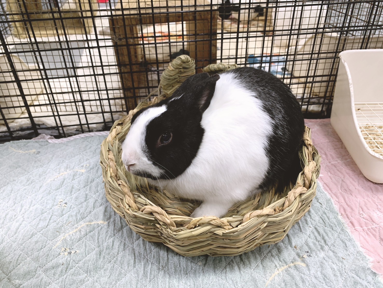 日本 Sumi-CA 兔耳草編窩 S/M