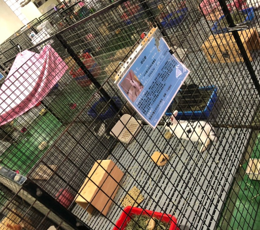 捐助 安置中心中途兔圍片(衛部救字第1141365125號)