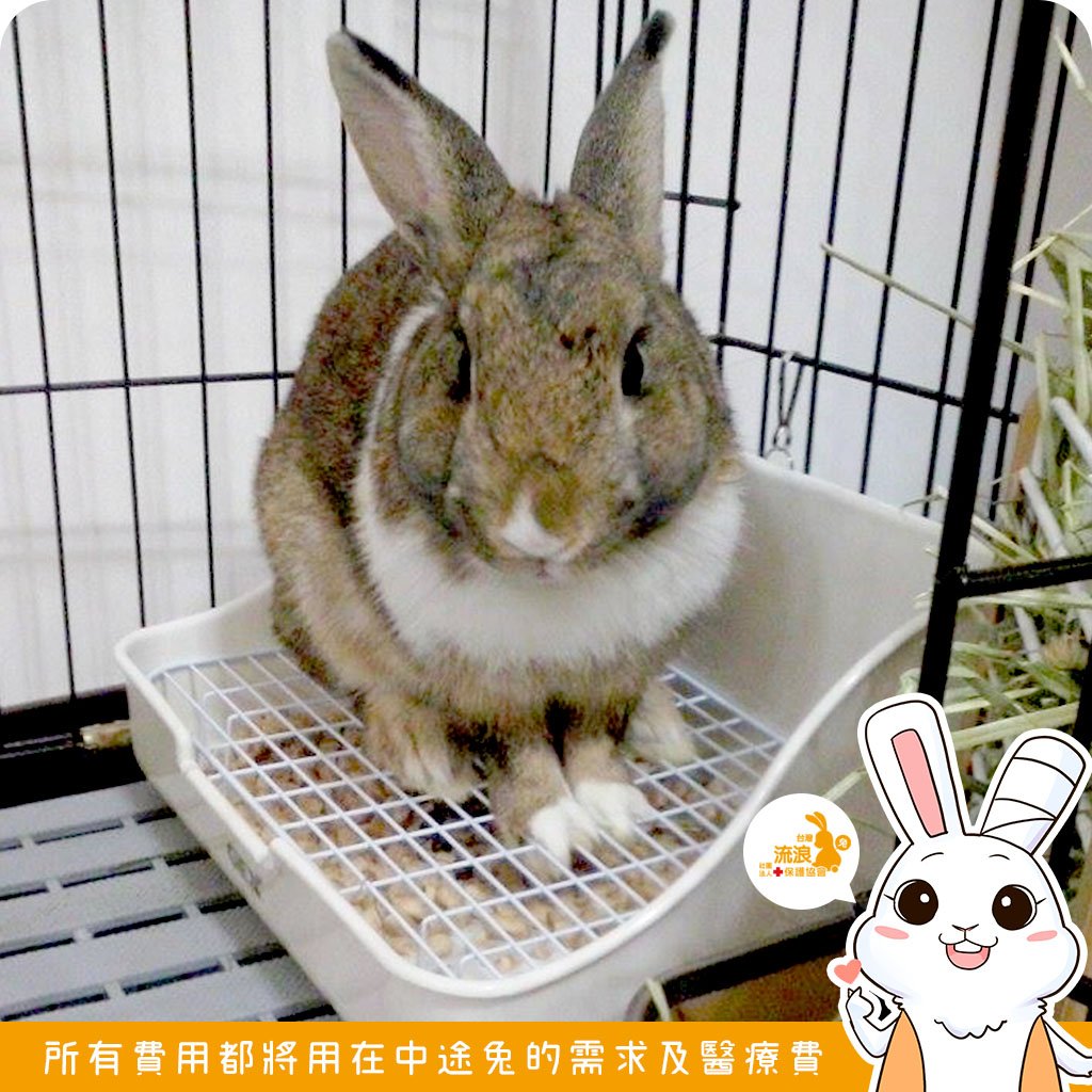 Gex 愛兔四角型兔子便盆