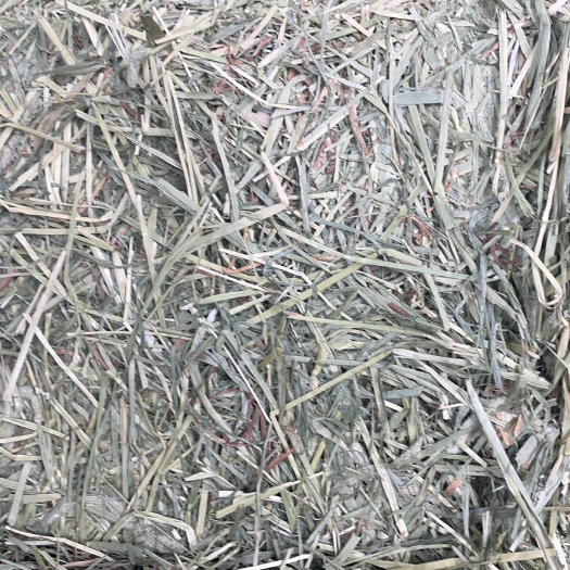 賽馬級提摩西 T1 一割提摩西