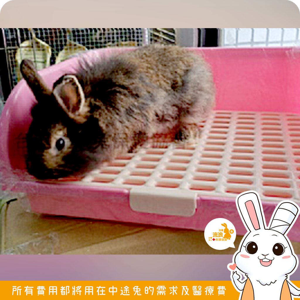 超級大便盆(顏色隨機出貨)