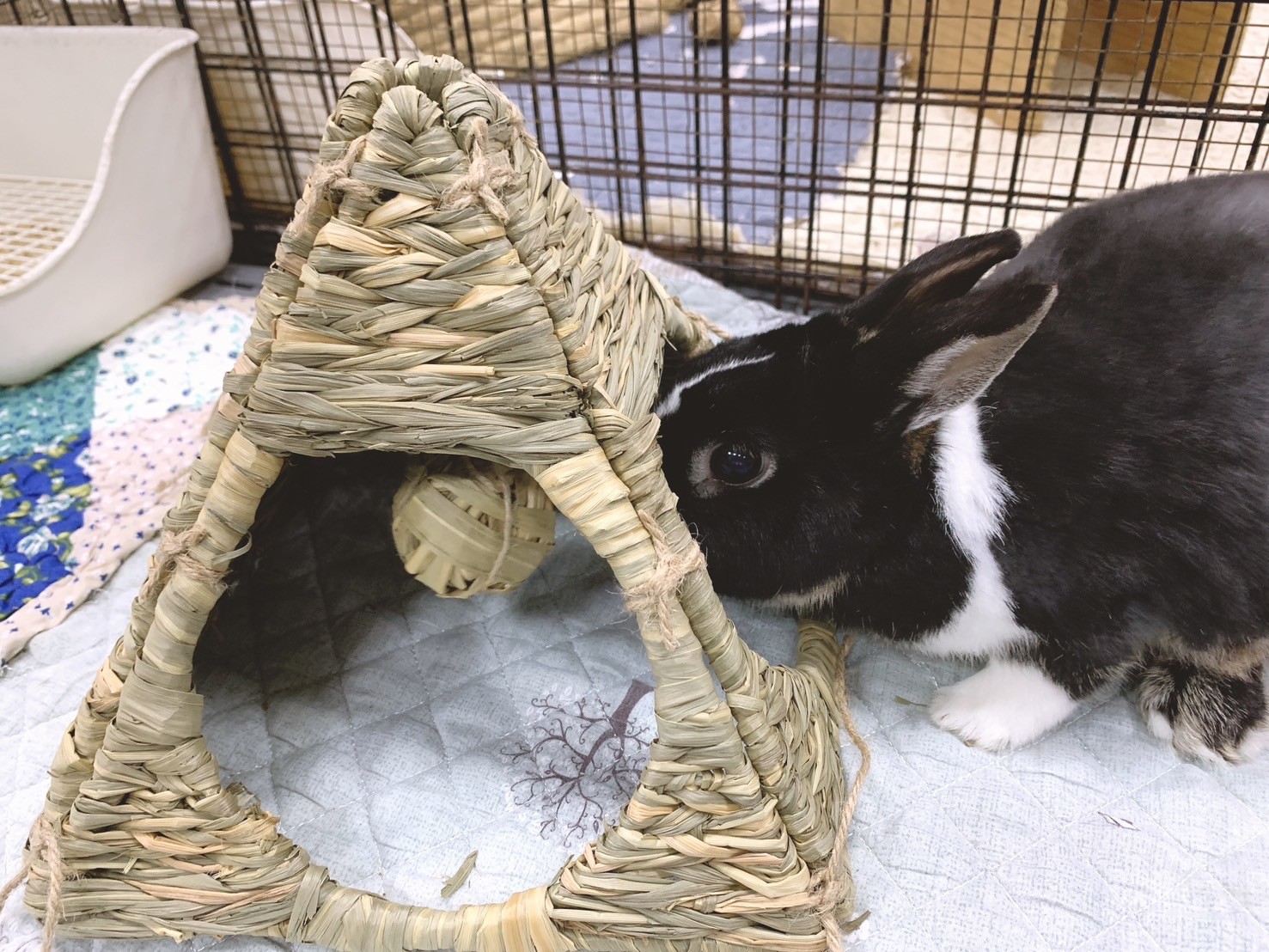 日本 Sumi-CA 金字塔草屋/草編帳篷 S/M