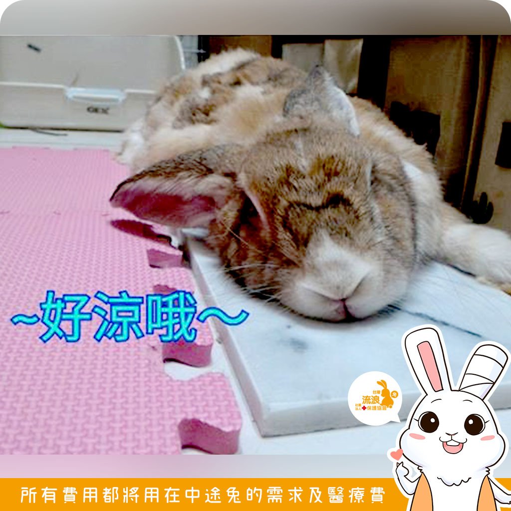 寵物用白大理石涼墊