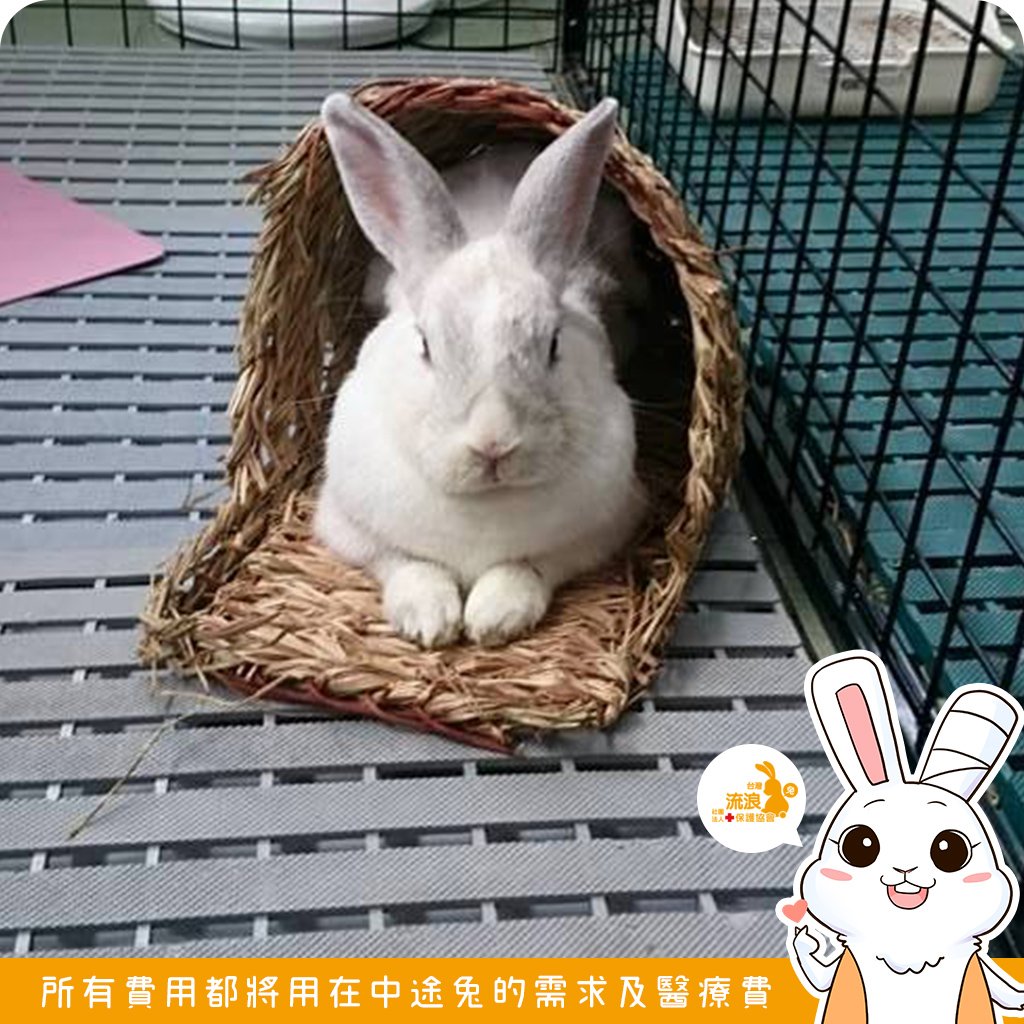 Jolly 大頭草鞋睡房 大號