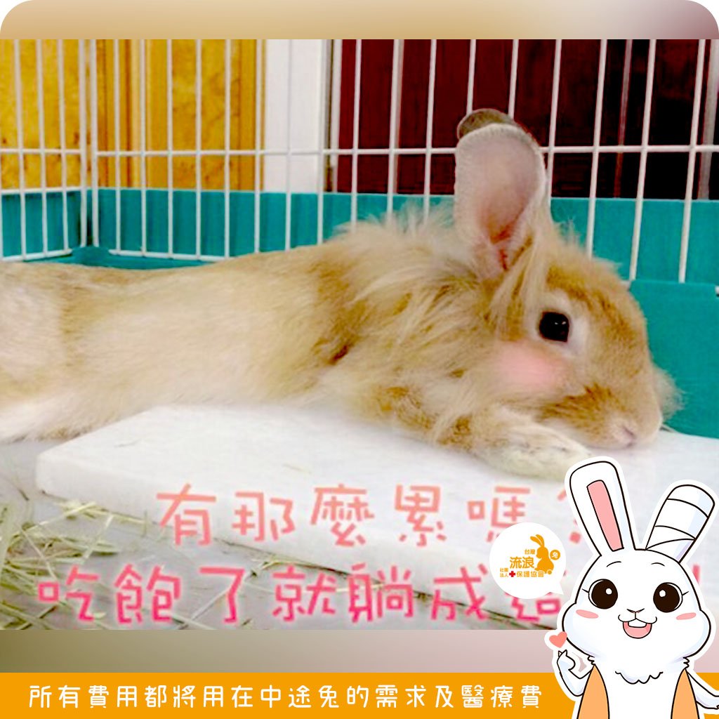 寵物用白大理石涼墊