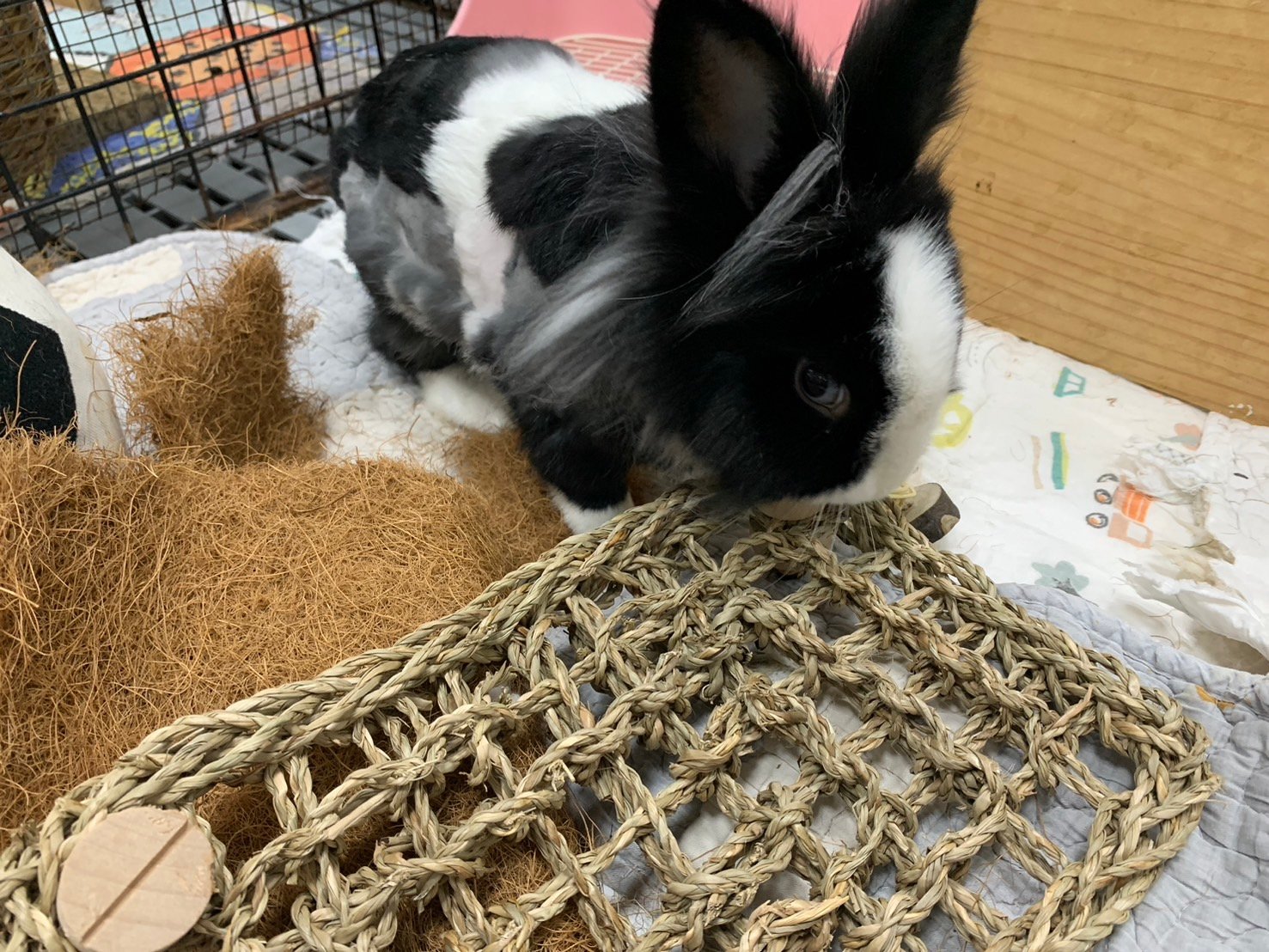 啃咬時光 水草方形爬網