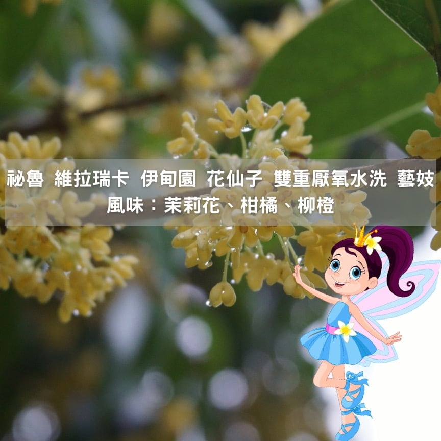 秘魯 維拉瑞卡 伊甸園 花仙子 雙重厭氧水洗 藝妓(半磅/濾掛式10包)