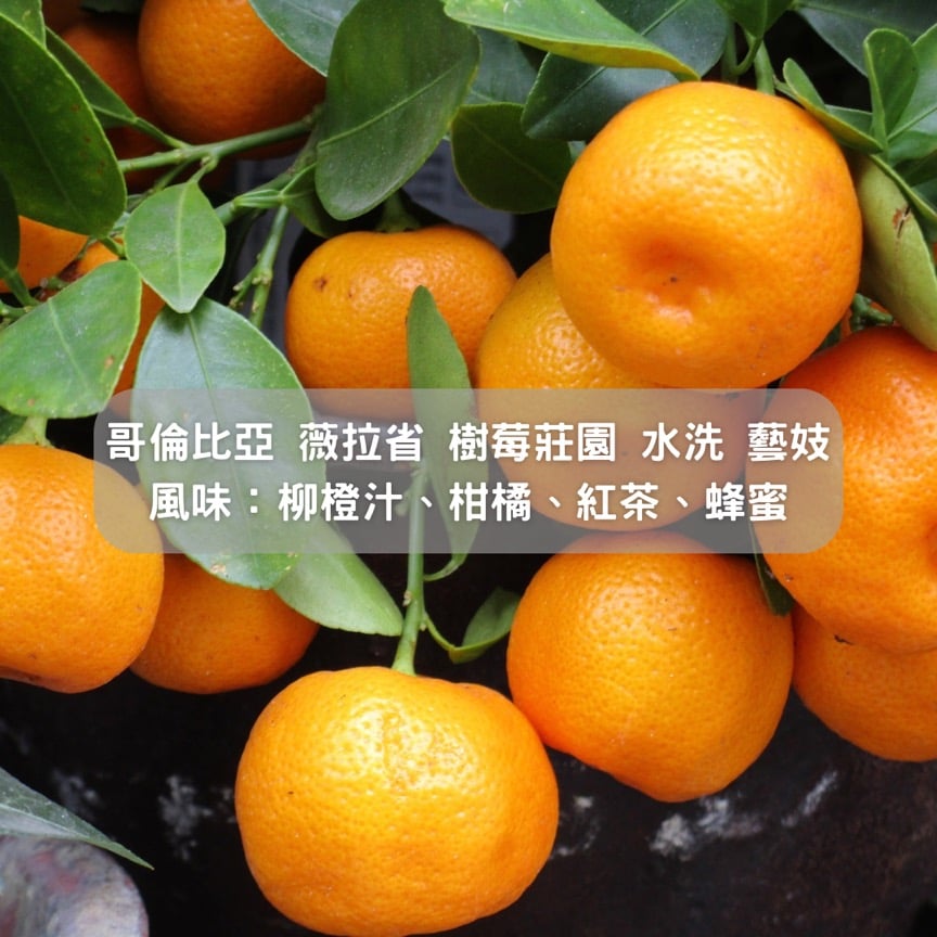 哥倫比亞 薇拉省 樹莓莊園 水洗 藝妓(半磅/濾掛式10包)