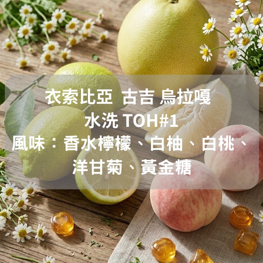 衣索比亞  古吉 烏拉嘎  水洗 TOH#1 (半磅/濾掛式10包)