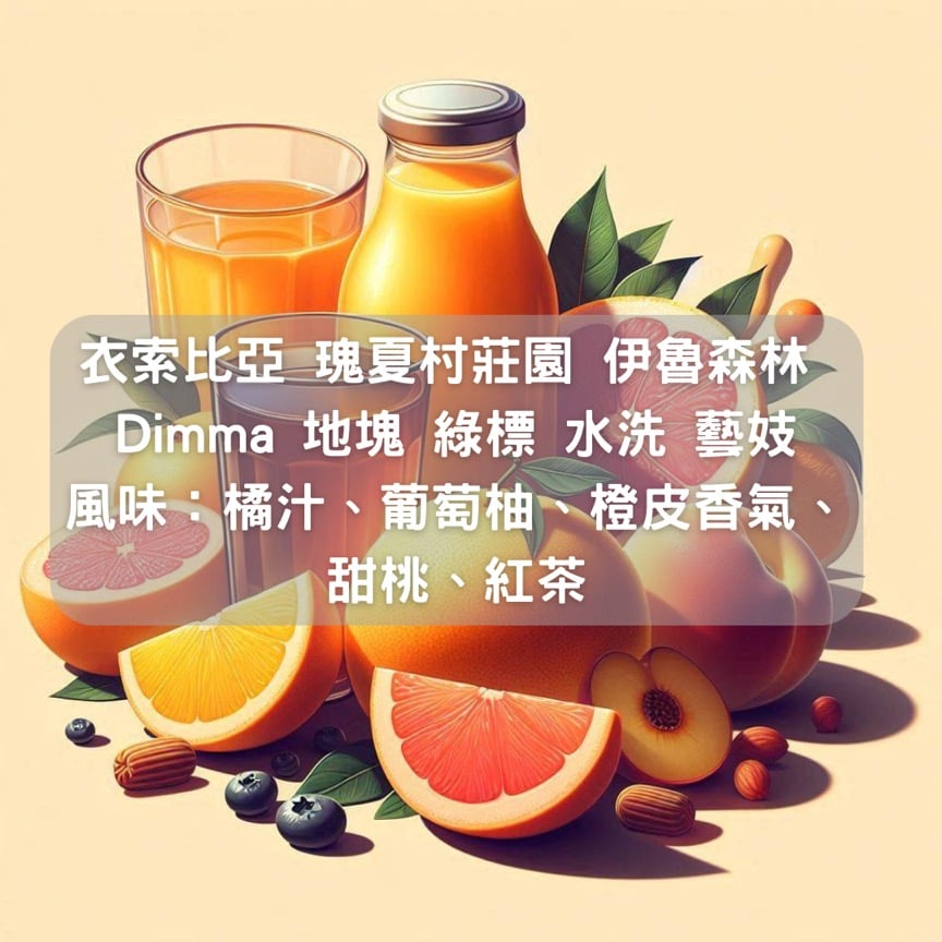 衣所比亞 瑰夏村莊園 伊魯森林 Dimma 地塊 綠標批次 水洗 藝妓(半磅/濾掛式10包))