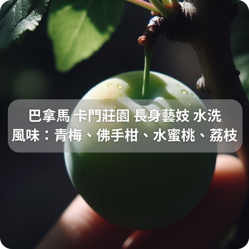 巴拿馬 卡門莊園 長身藝妓 水洗 (半磅)