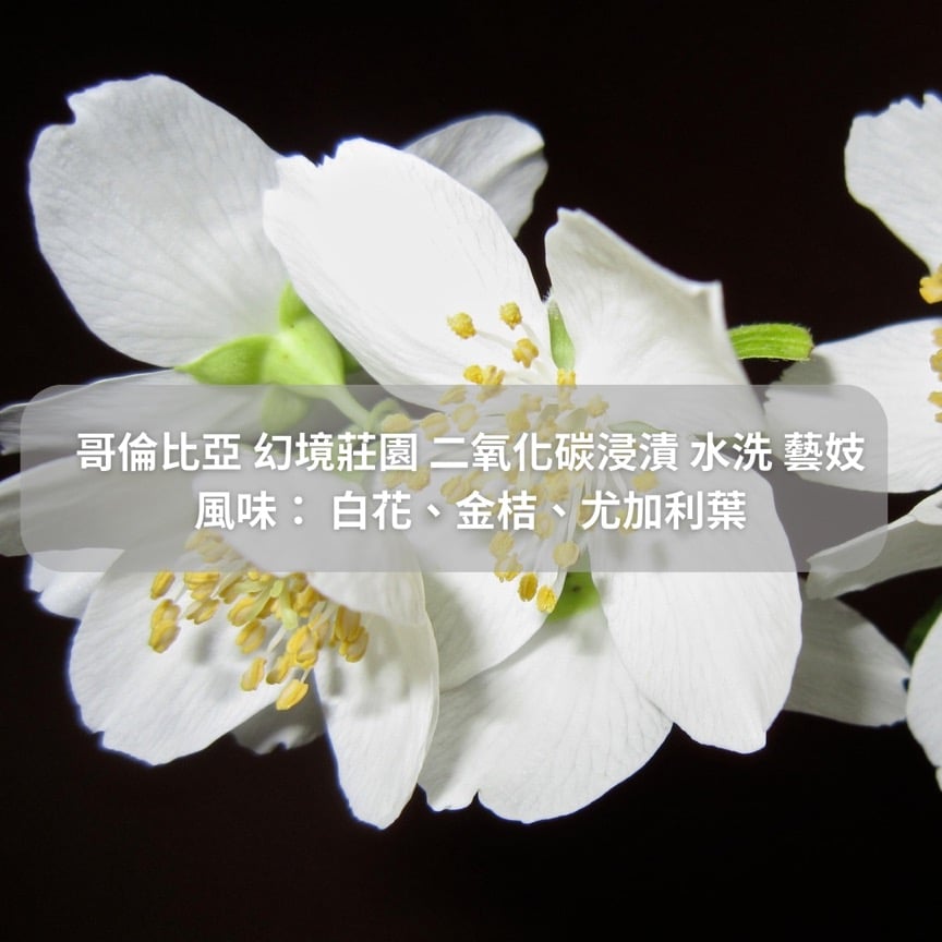 哥倫比亞 幻境莊園 二氧化碳浸漬 水洗 藝妓(半磅/濾掛式10包）