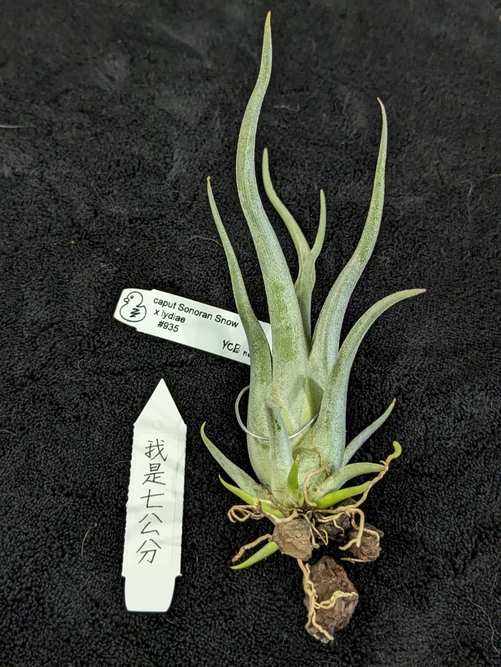 Tillandsia BC x caput Sonoran YCB子株 雪女x 龍角｜Tillandsia caput-medusae Sonoran snow X lydiae | 各式