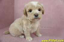 10/08奶油色馬爾泰迪母幼犬(台北南港)