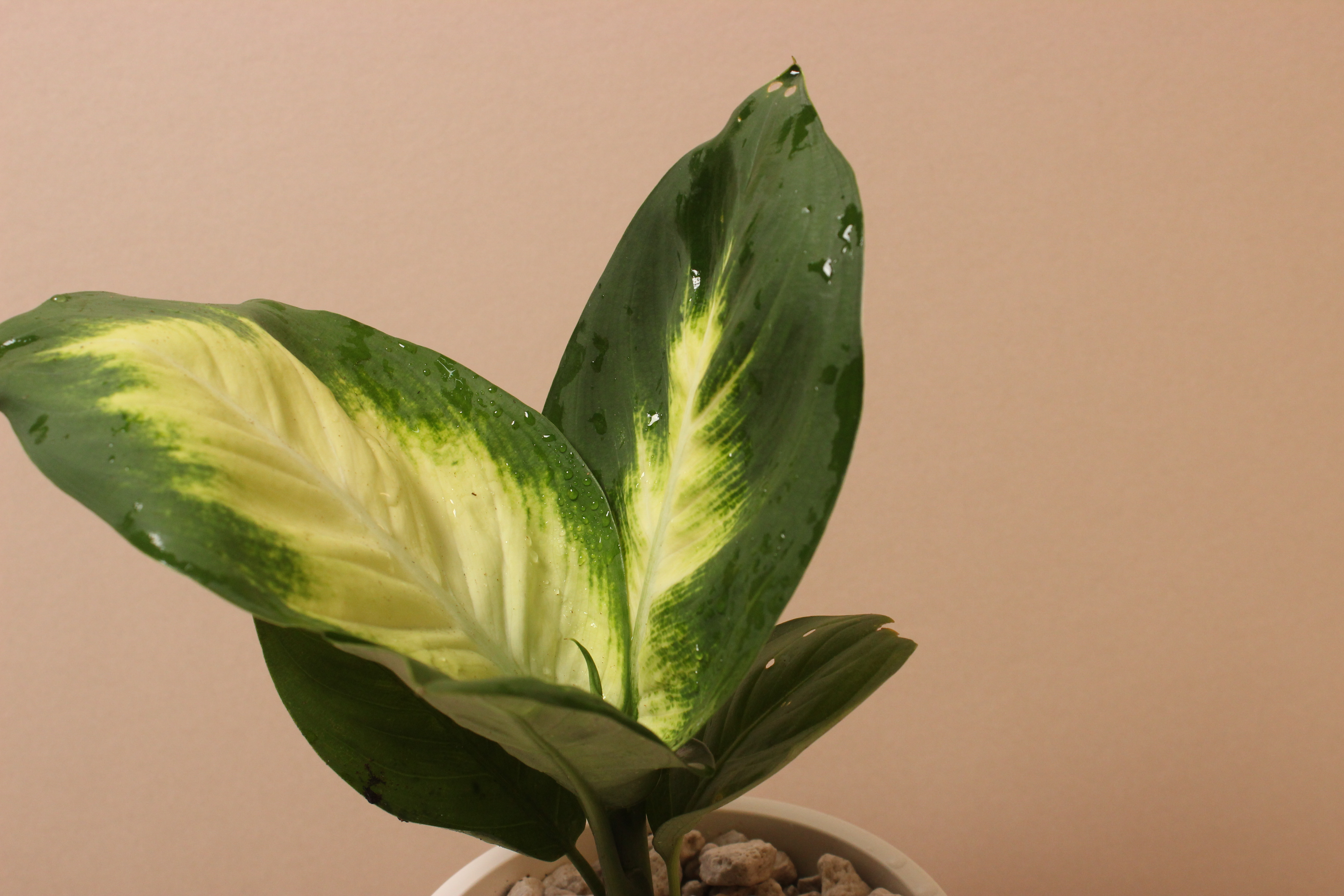 白如意盆（塑膠）_瑪麗安粗肋草2