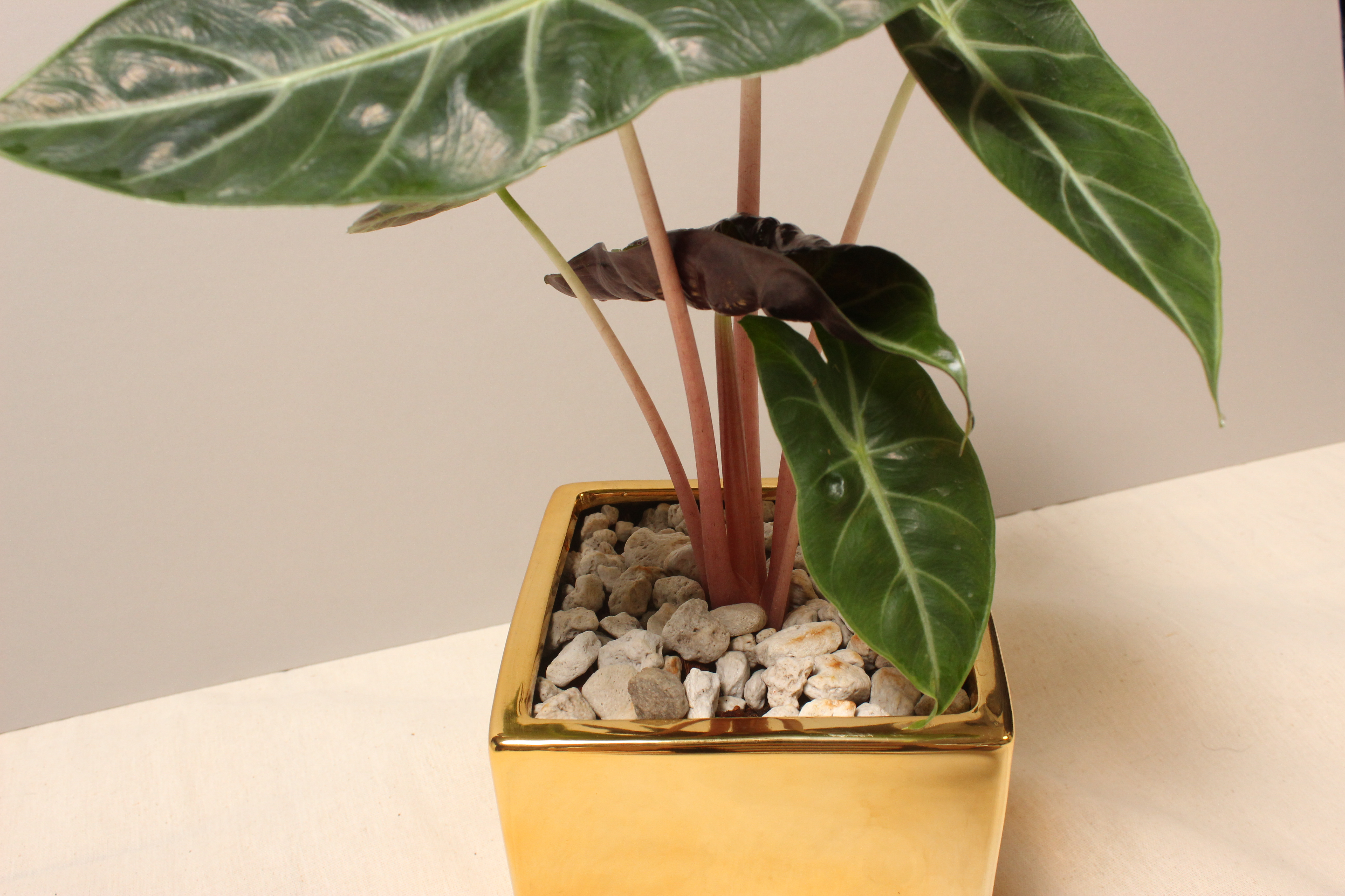 電鍍金盆_粉龍觀音蓮4