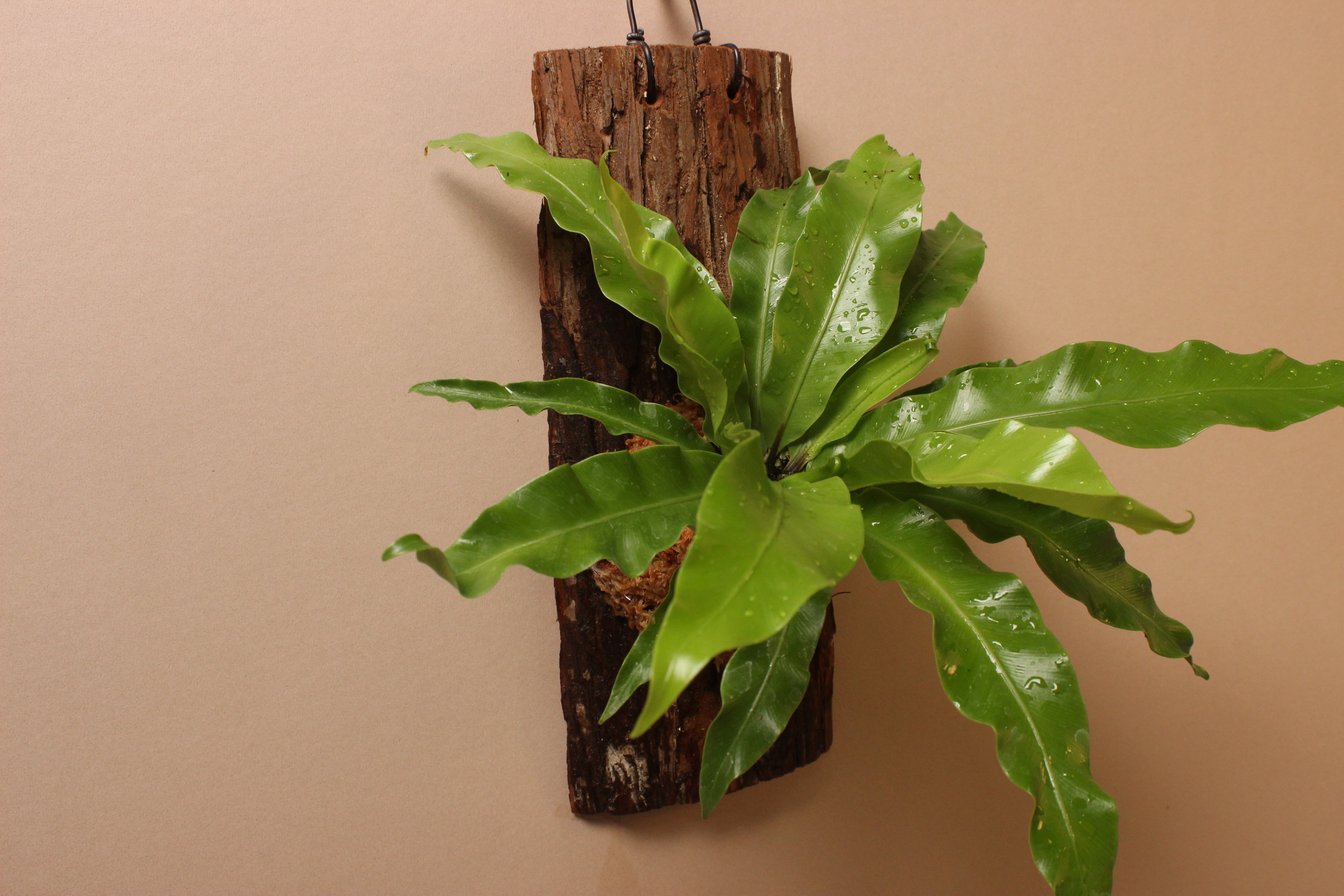 樹皮板_鳥巢蕨（山蘇）2