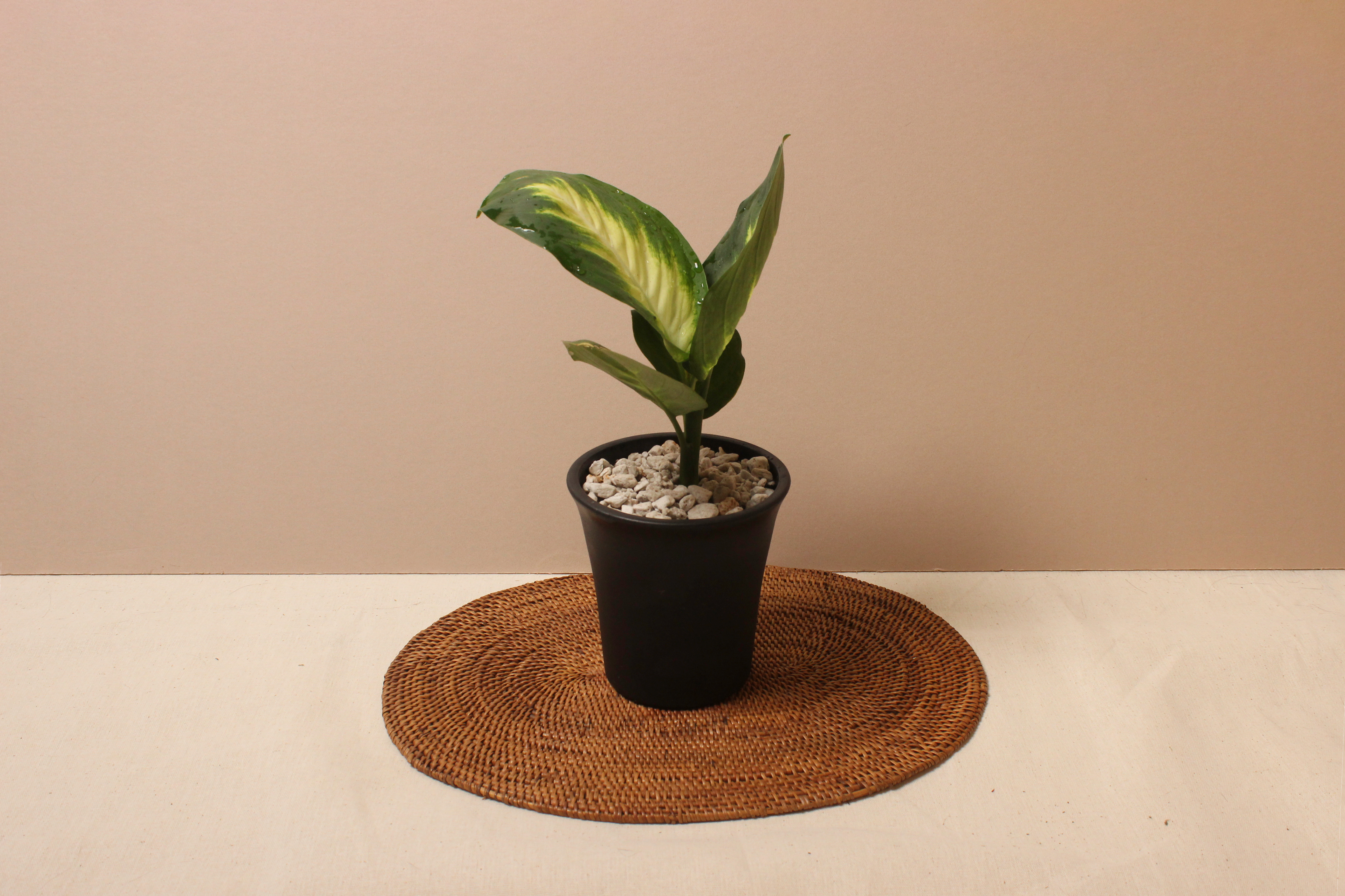 黑如意盆（塑膠）_瑪麗安粗肋草1