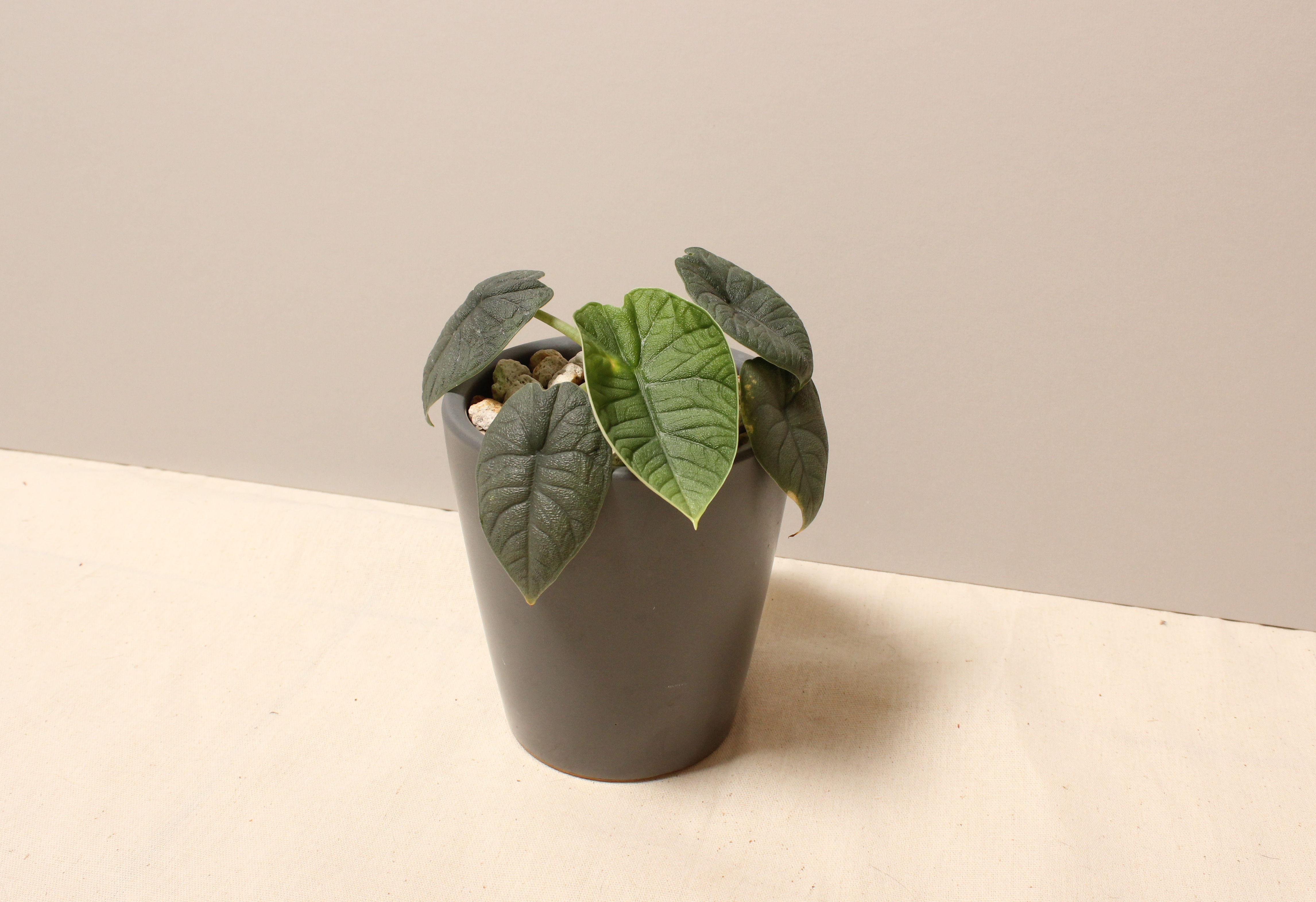 墨綠瓷盆_犀牛皮觀音蓮2