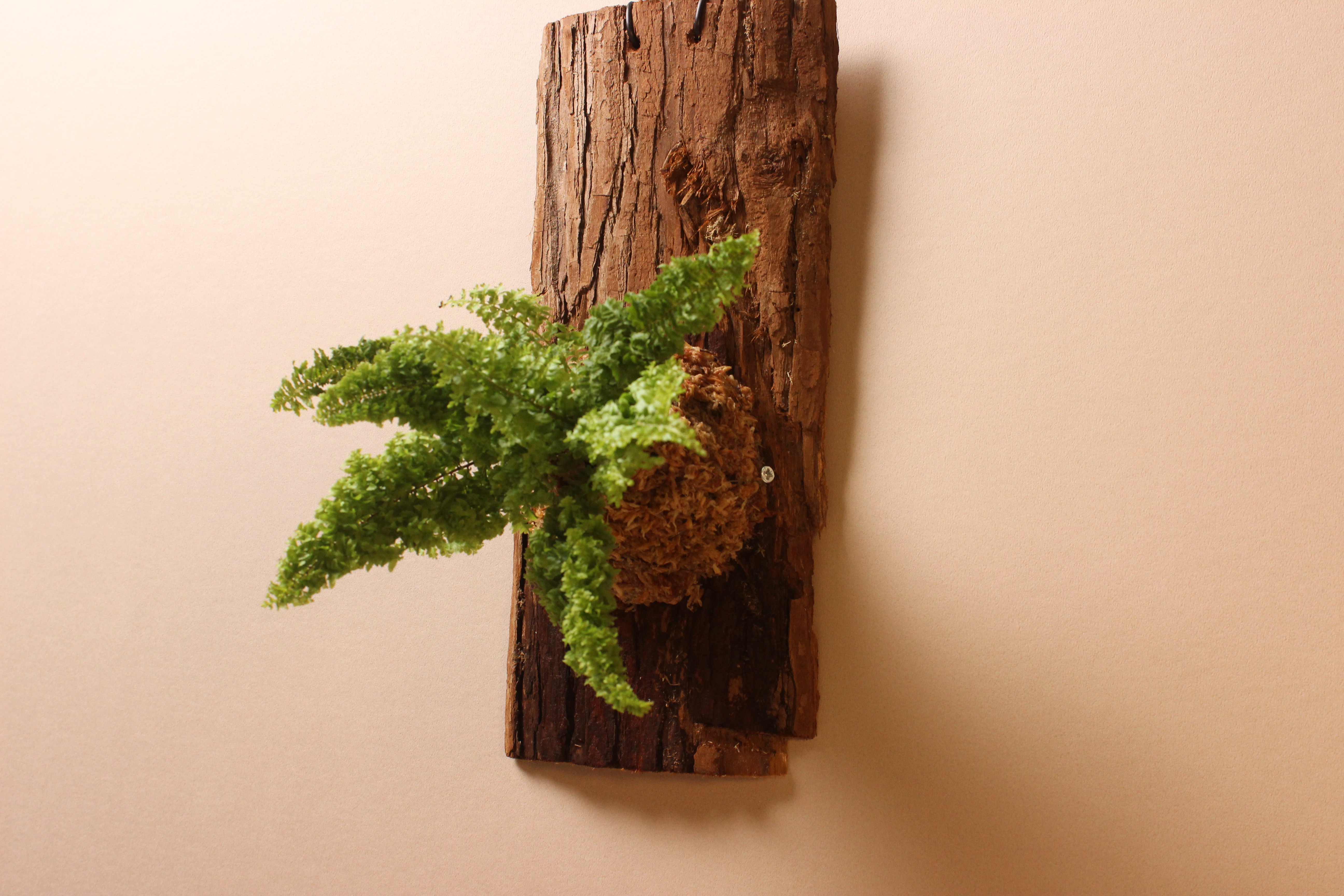 樹皮板_蕾絲蕨1