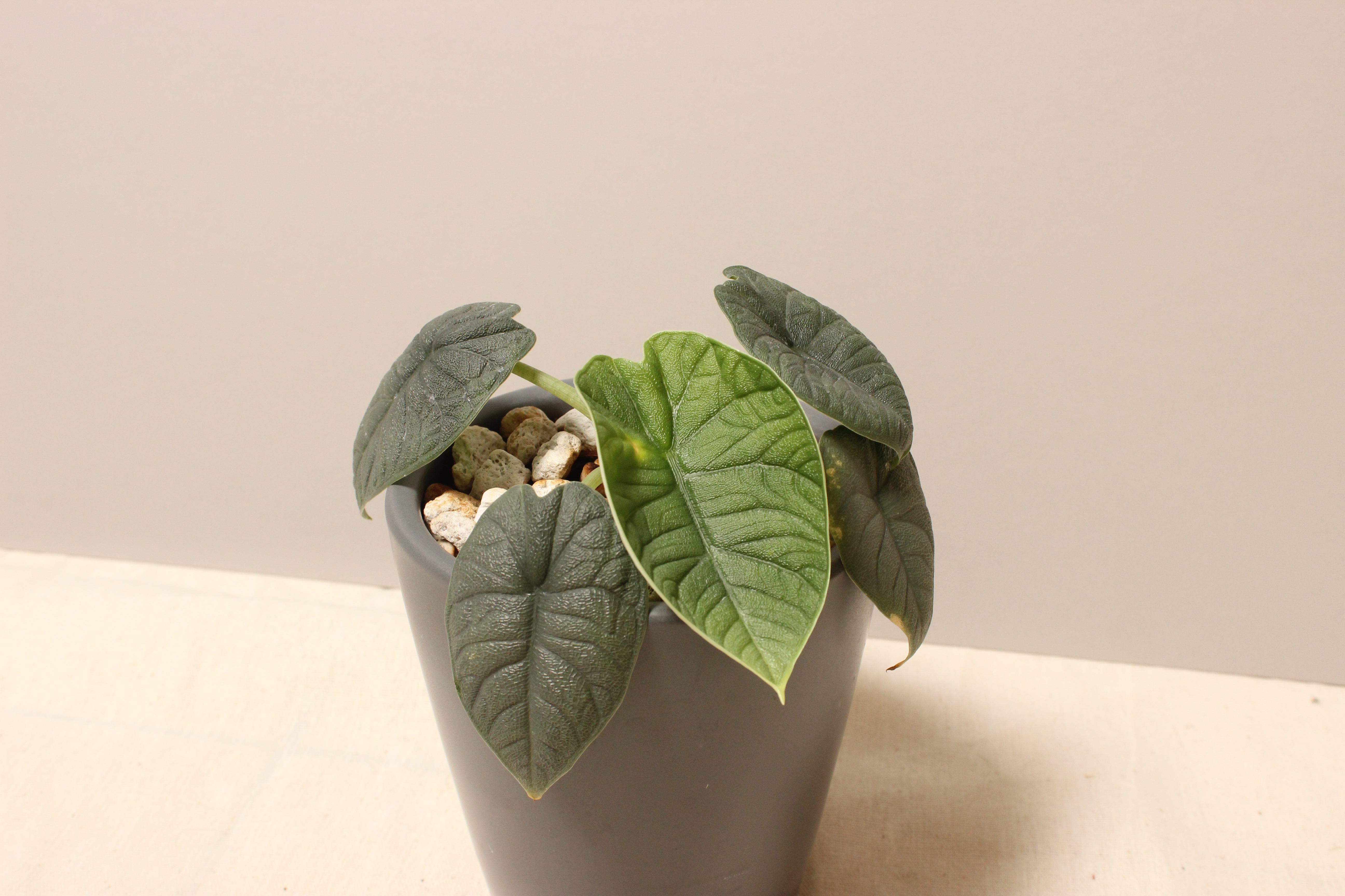 墨綠瓷盆_犀牛皮觀音蓮3