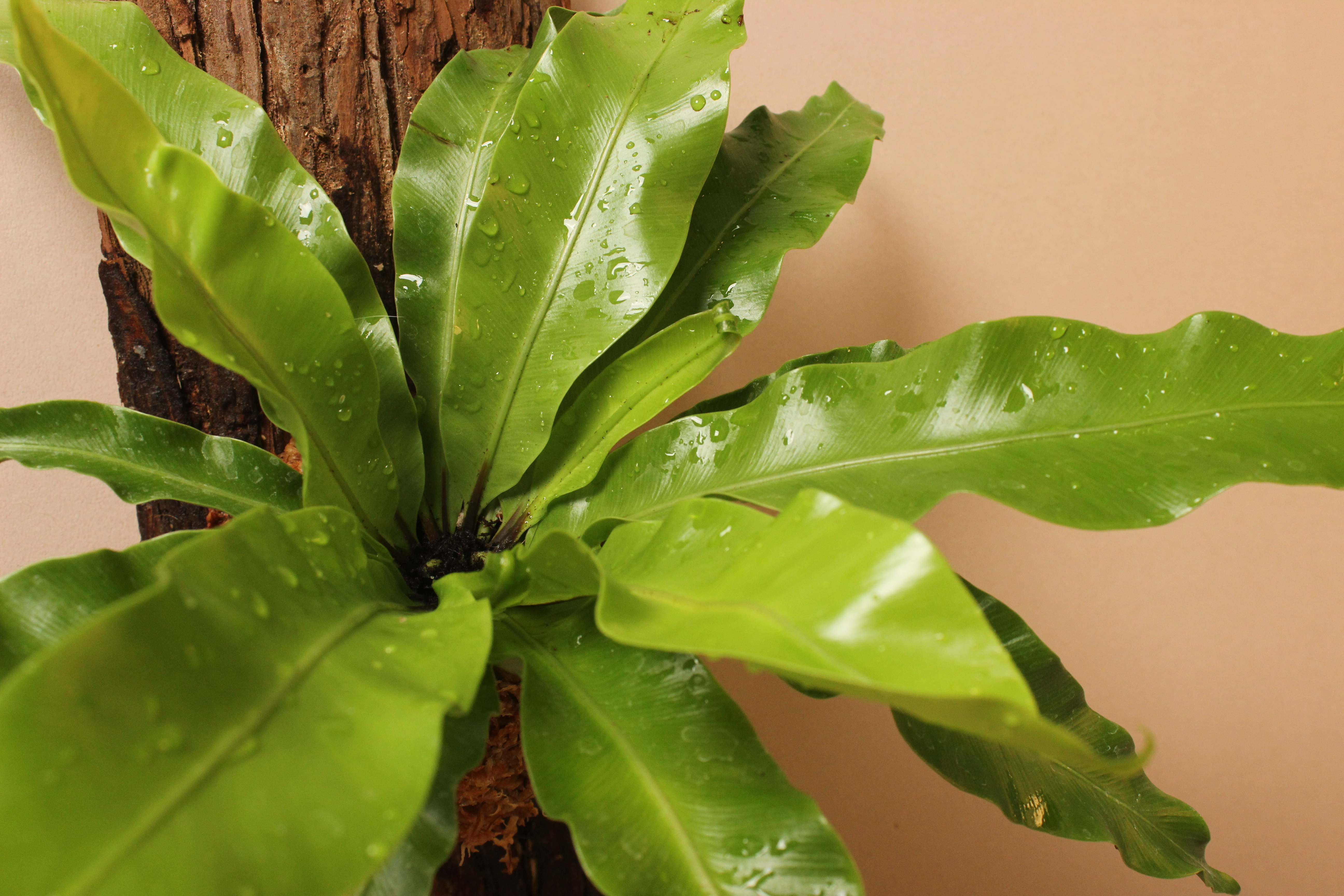 樹皮板_鳥巢蕨（山蘇）3