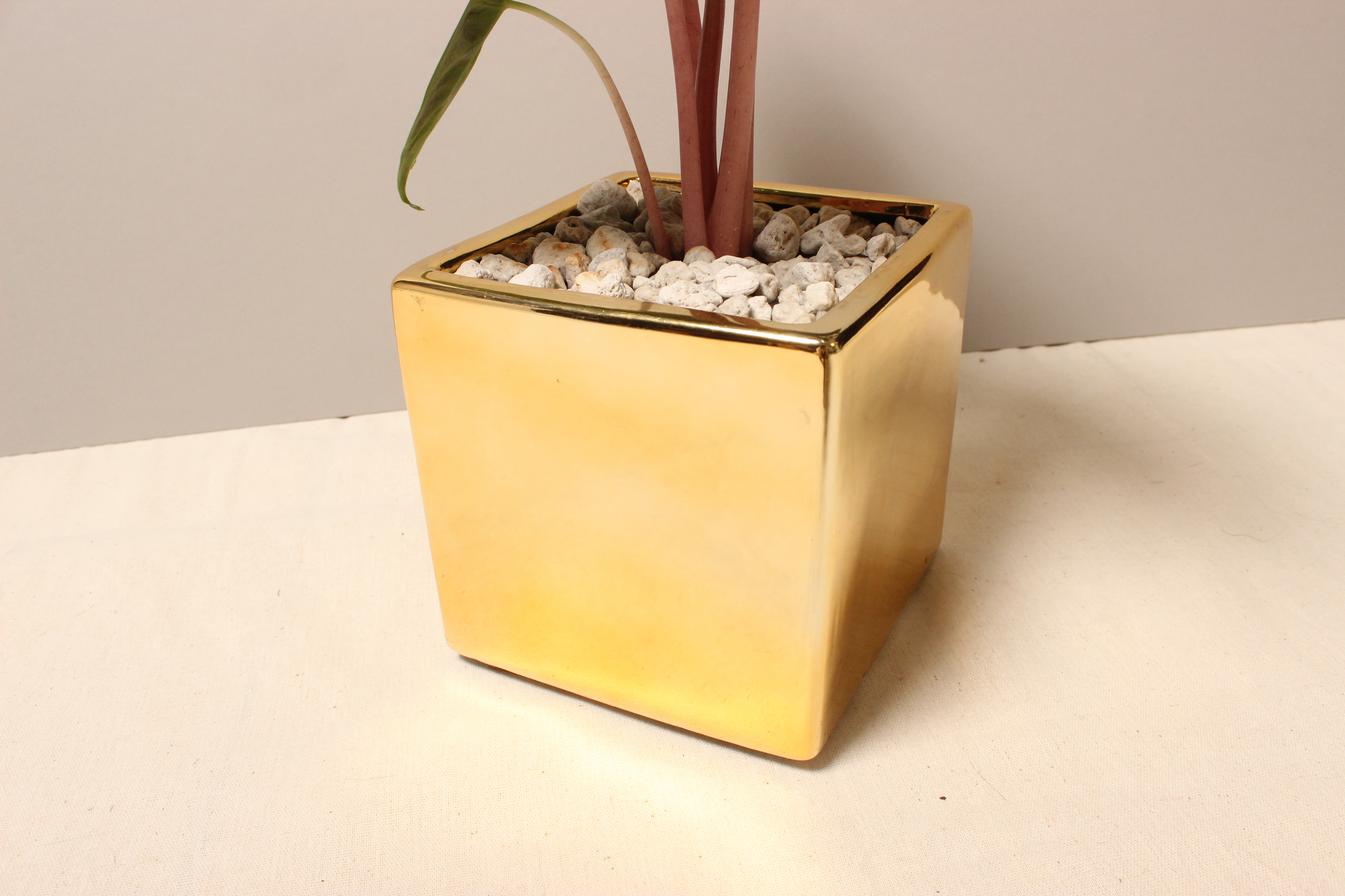 電鍍金盆_粉龍觀音蓮2