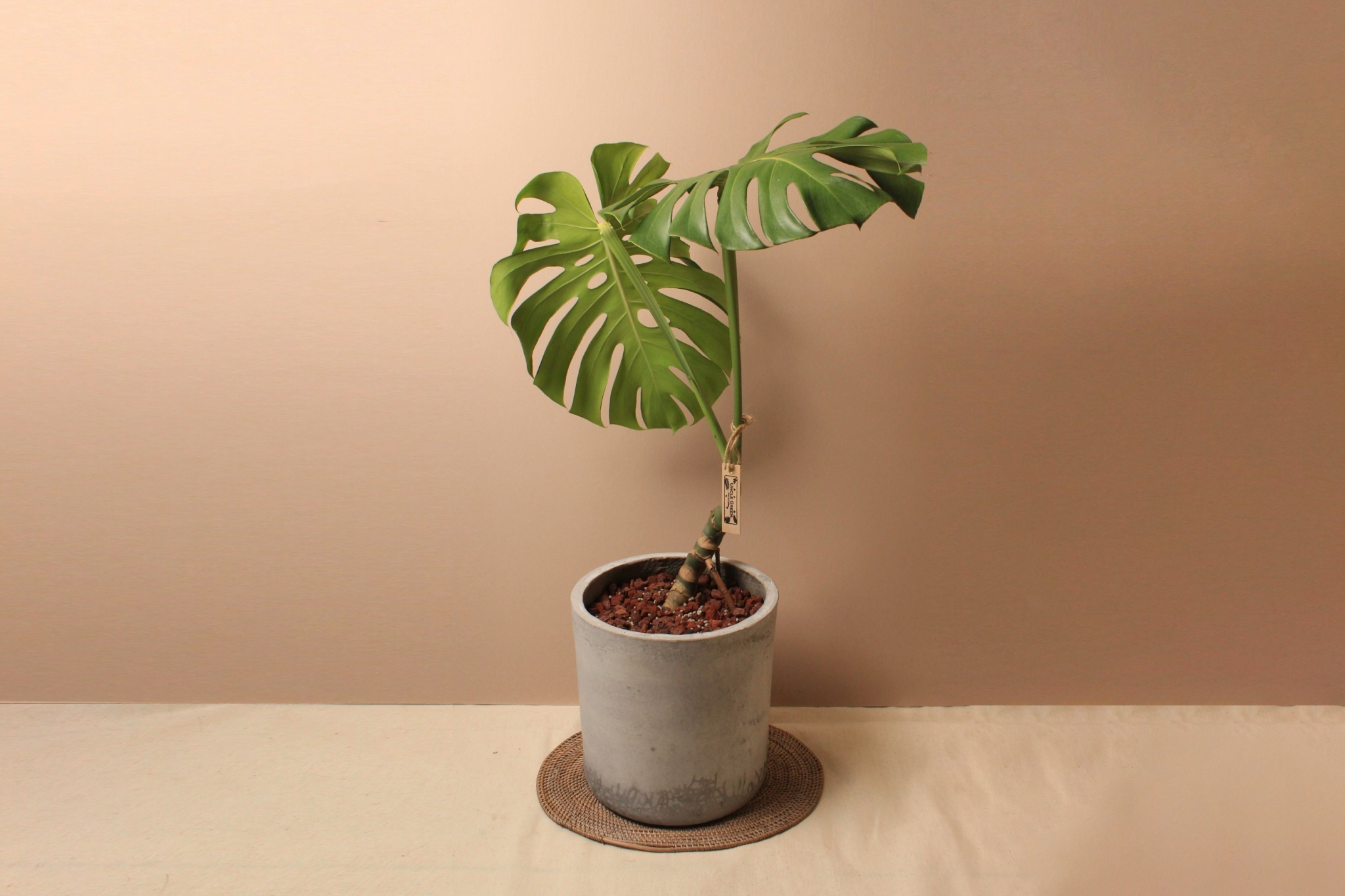 水泥盆_龜背芋1