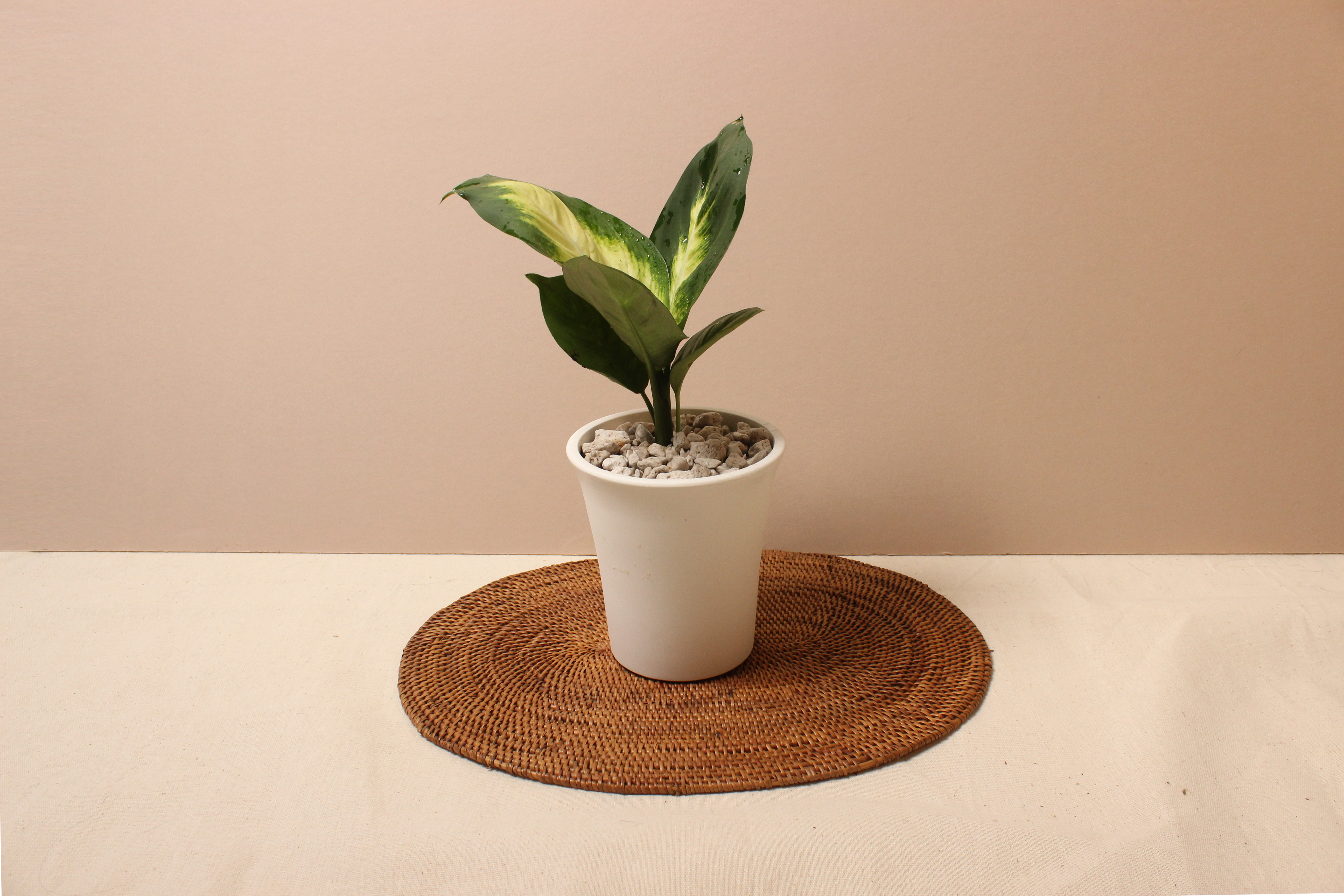 白如意盆（塑膠）_瑪麗安粗肋草1