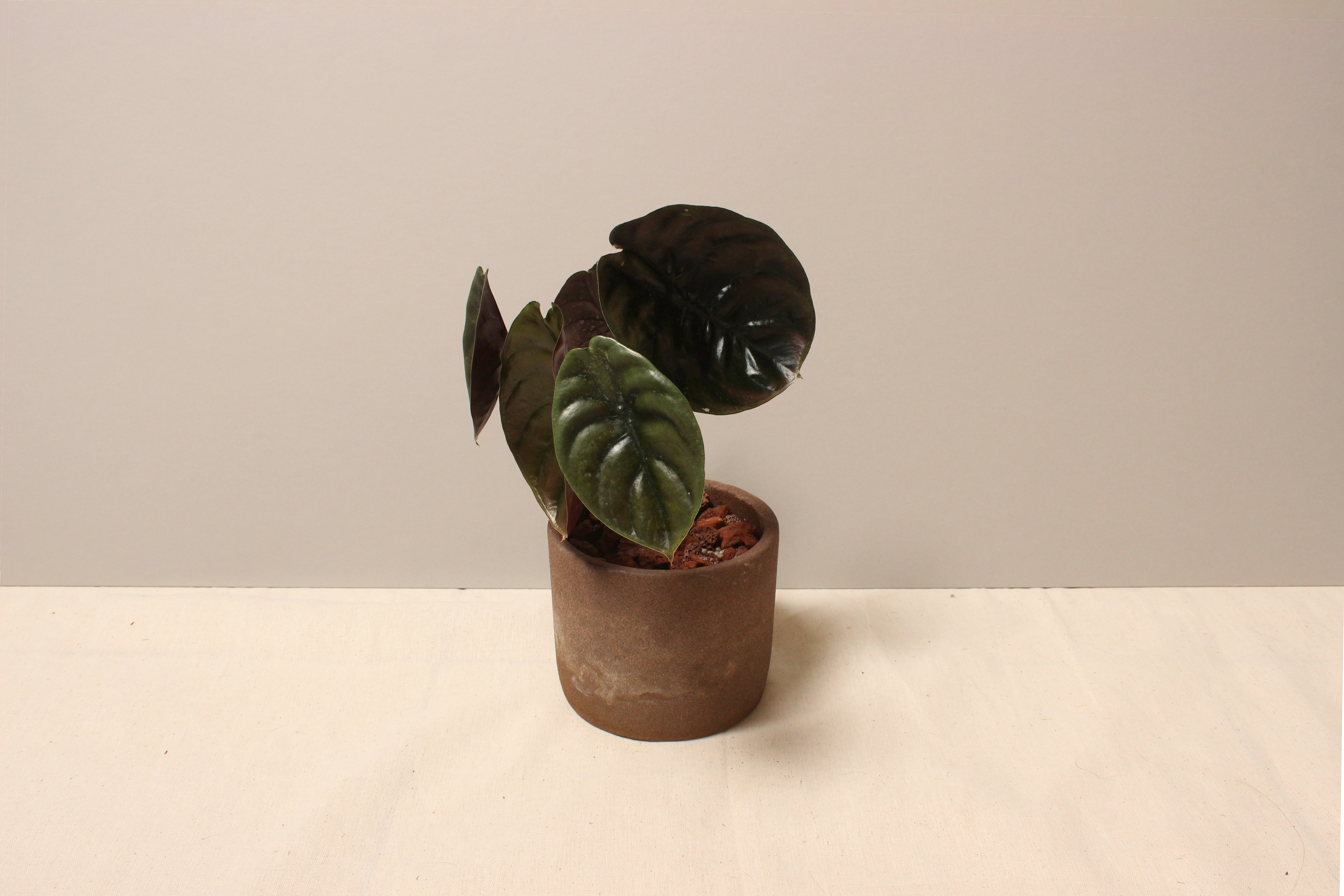 磨砂石盆_銅鏡觀音蓮2