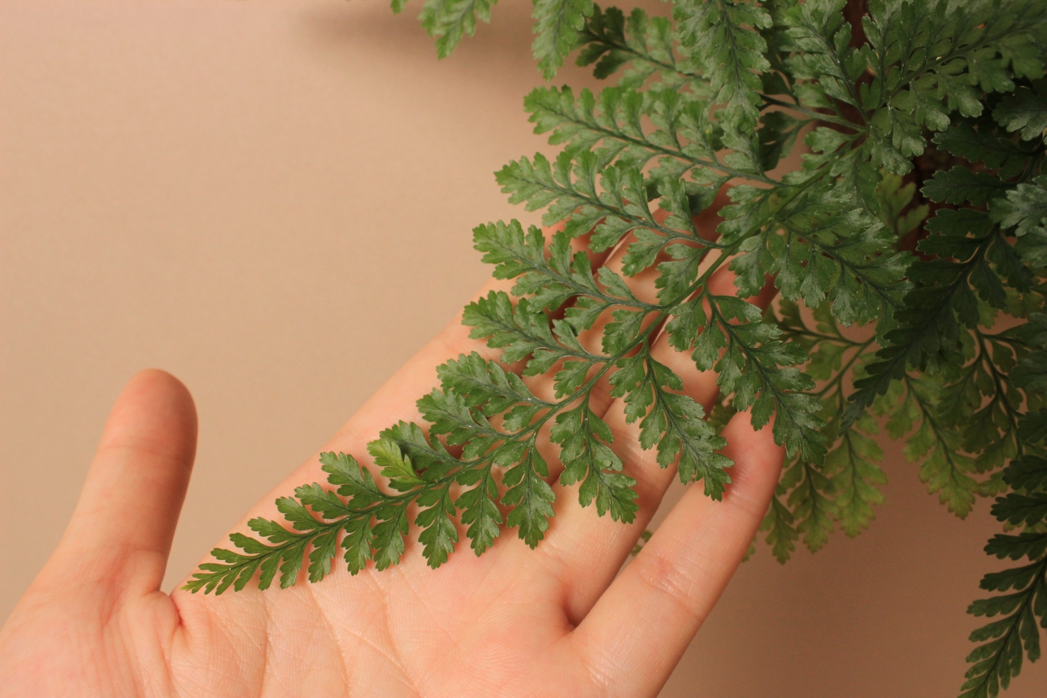 樹皮板_兔腳蕨3