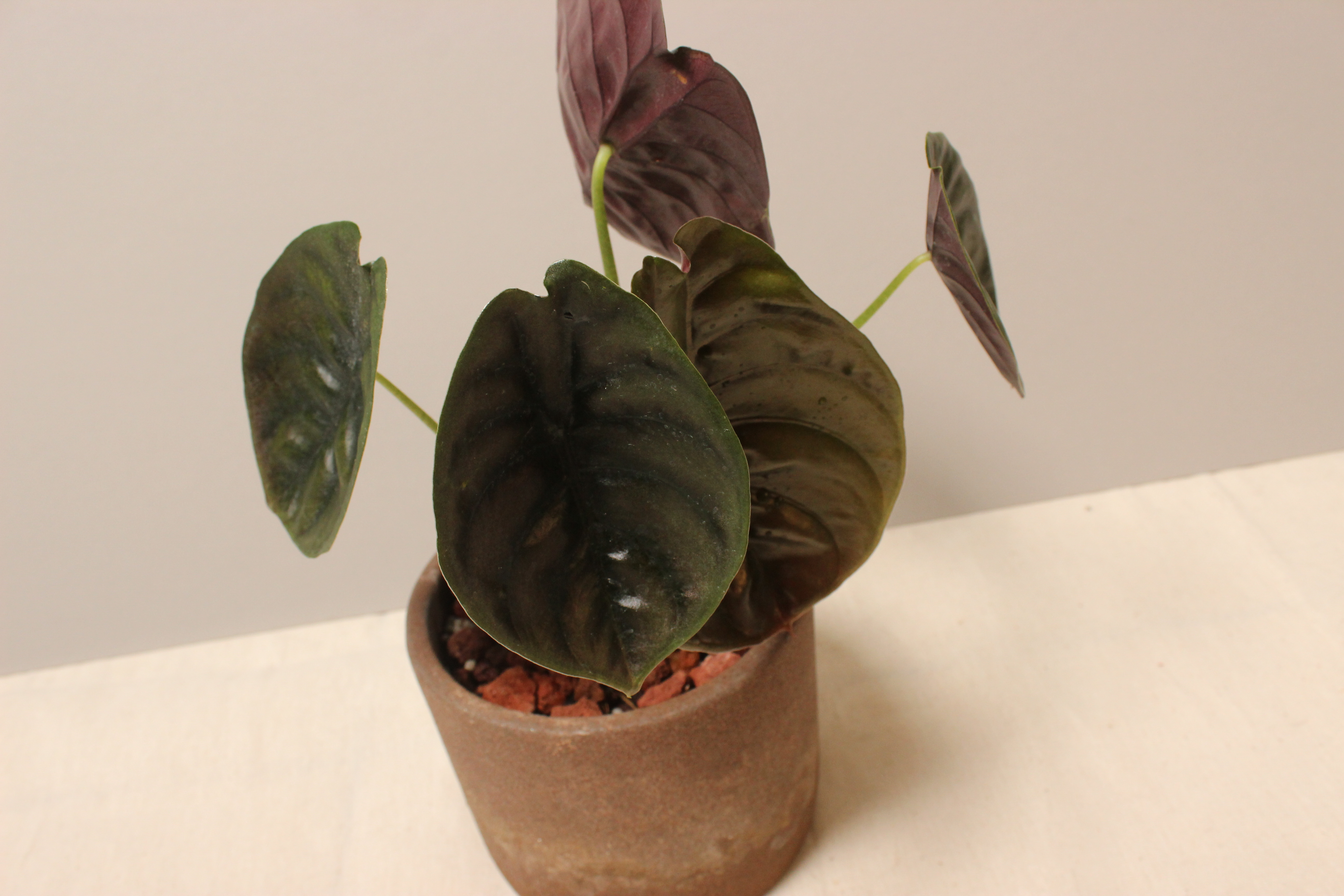 磨砂石盆_銅鏡觀音蓮5