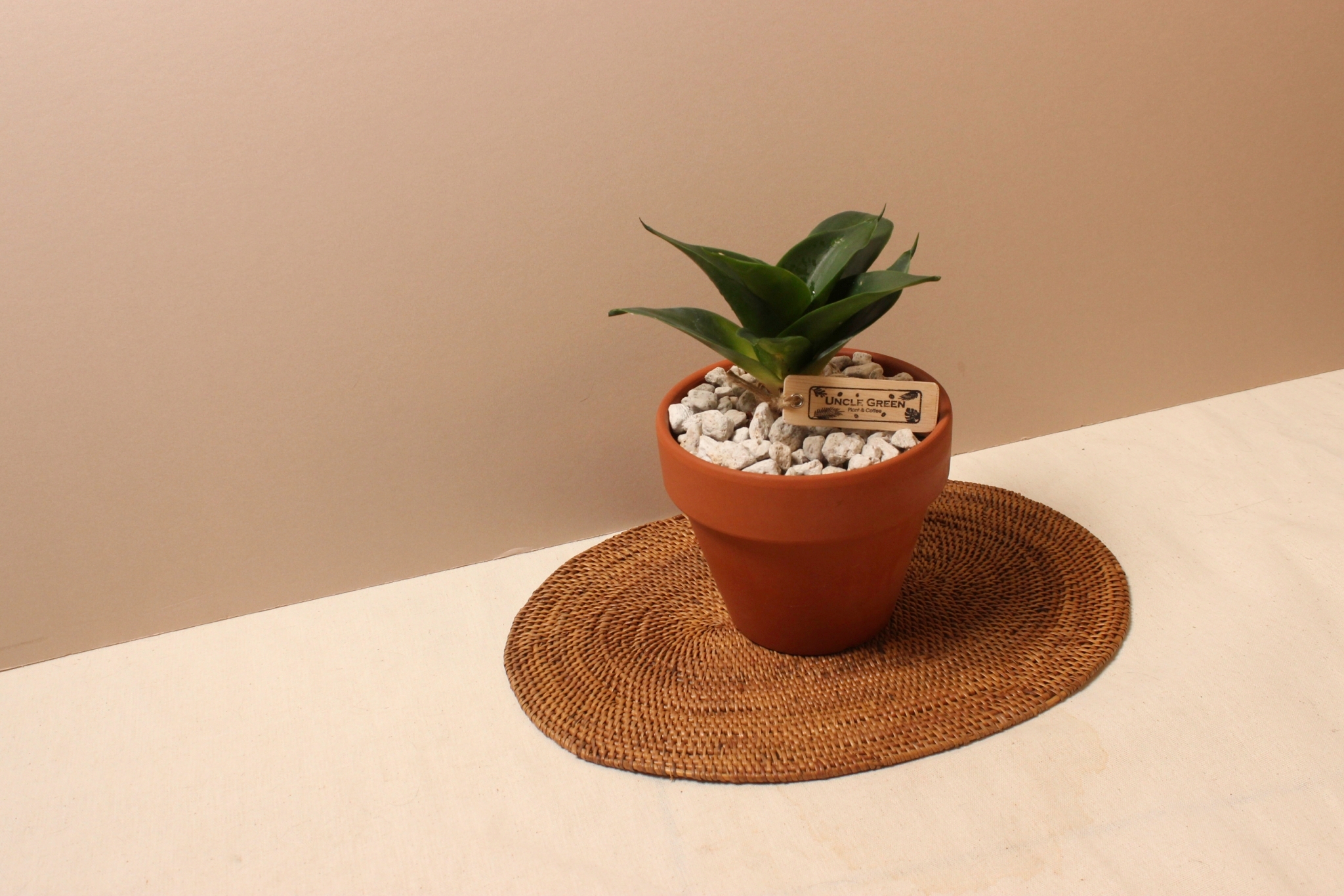 素燒盆_翡翠虎尾蘭-開開2