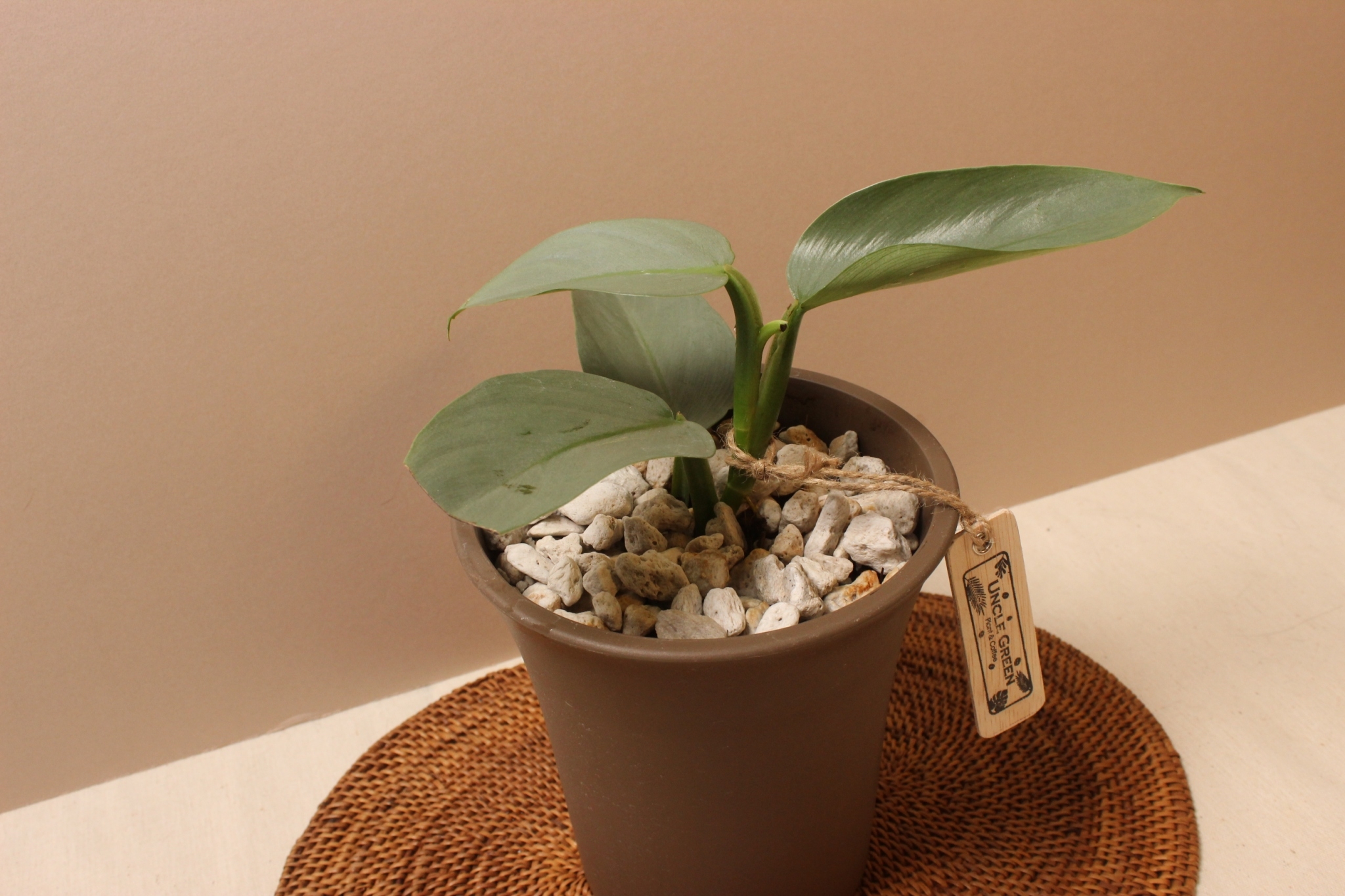 素陶盆（塑膠）_銀劍蔓綠絨2