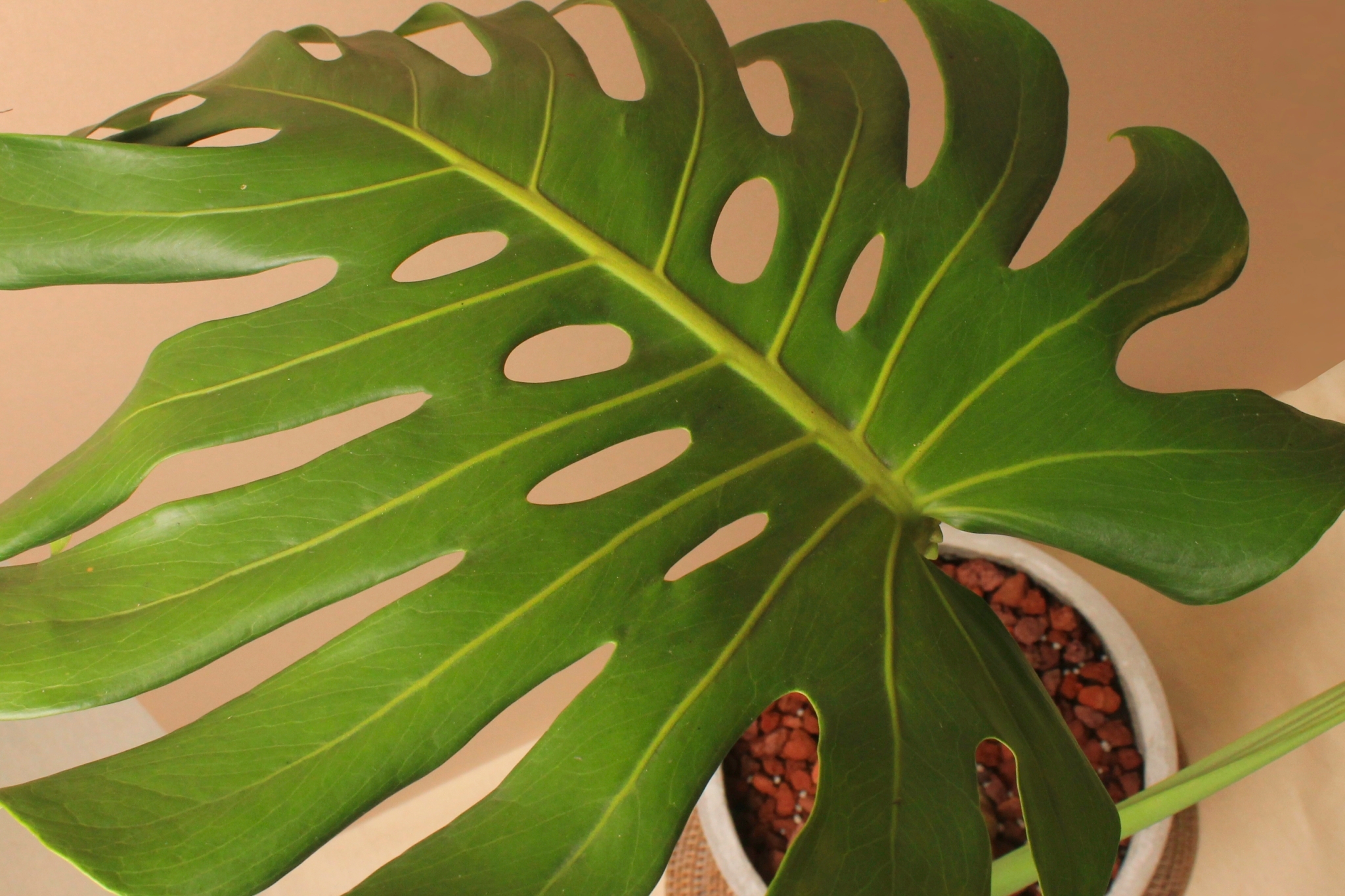 水泥盆_龜背芋3