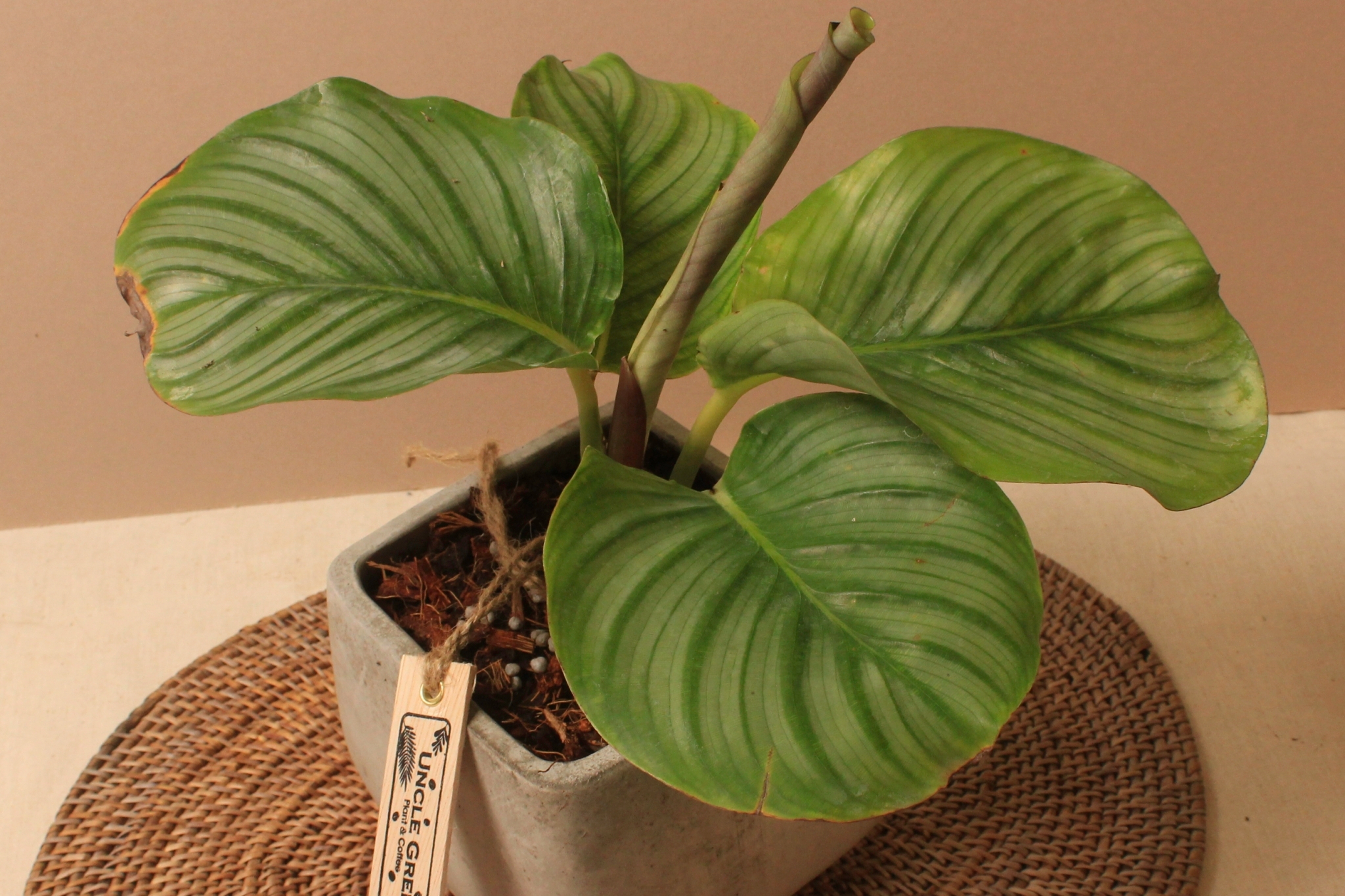 水泥盆_青蘋果竹芋3