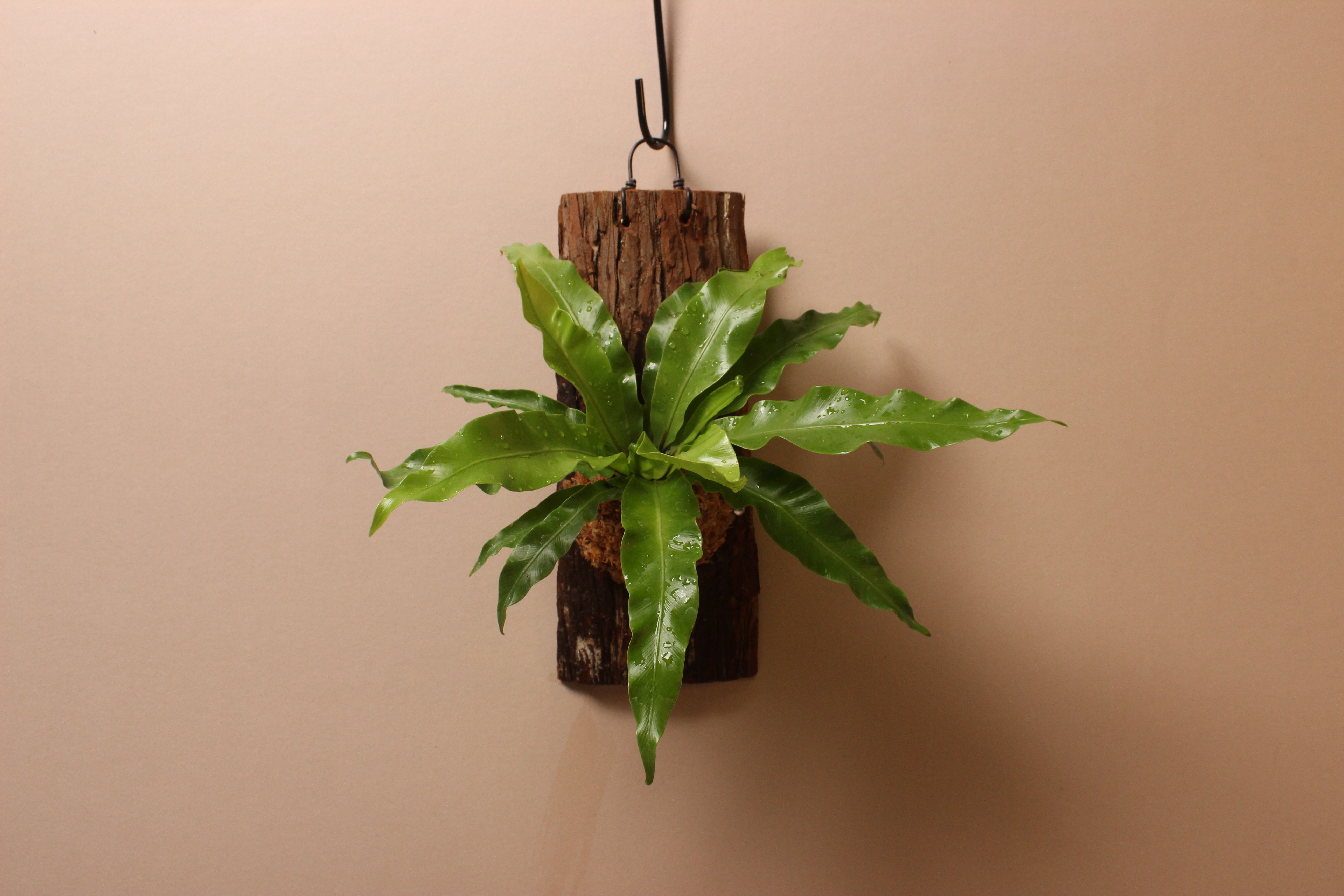 樹皮板_鳥巢蕨（山蘇）1