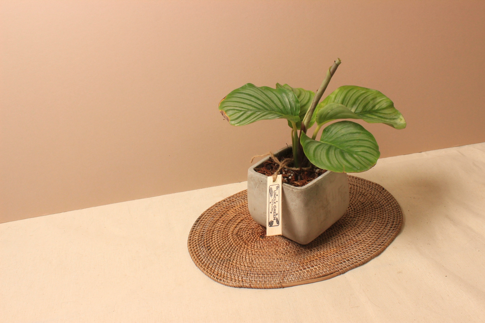 水泥盆_青蘋果竹芋2