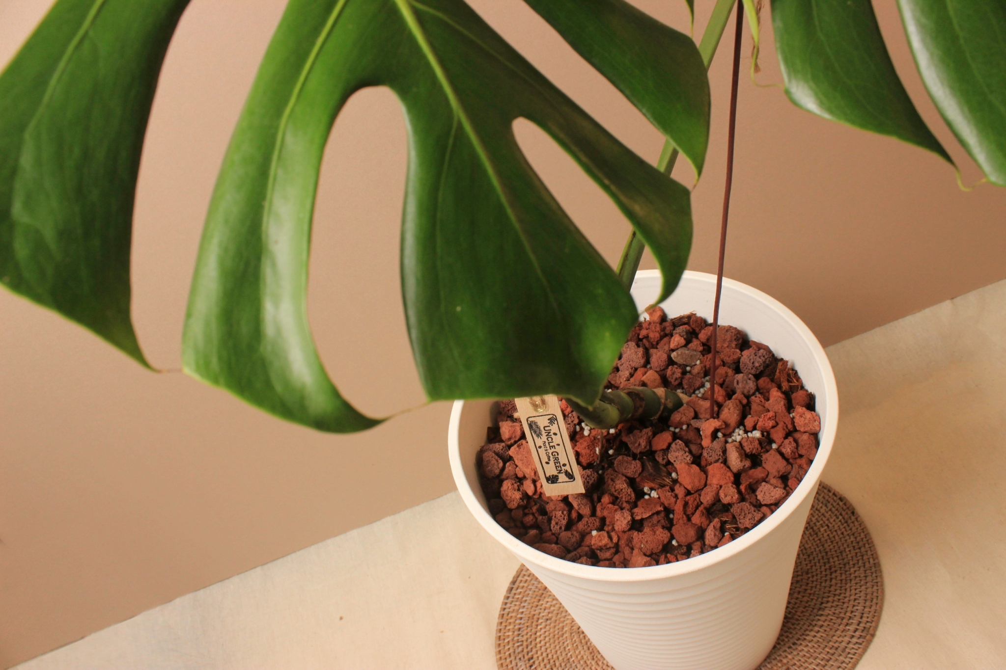 白塑膠高盆_中型龜背芋（阿水）2