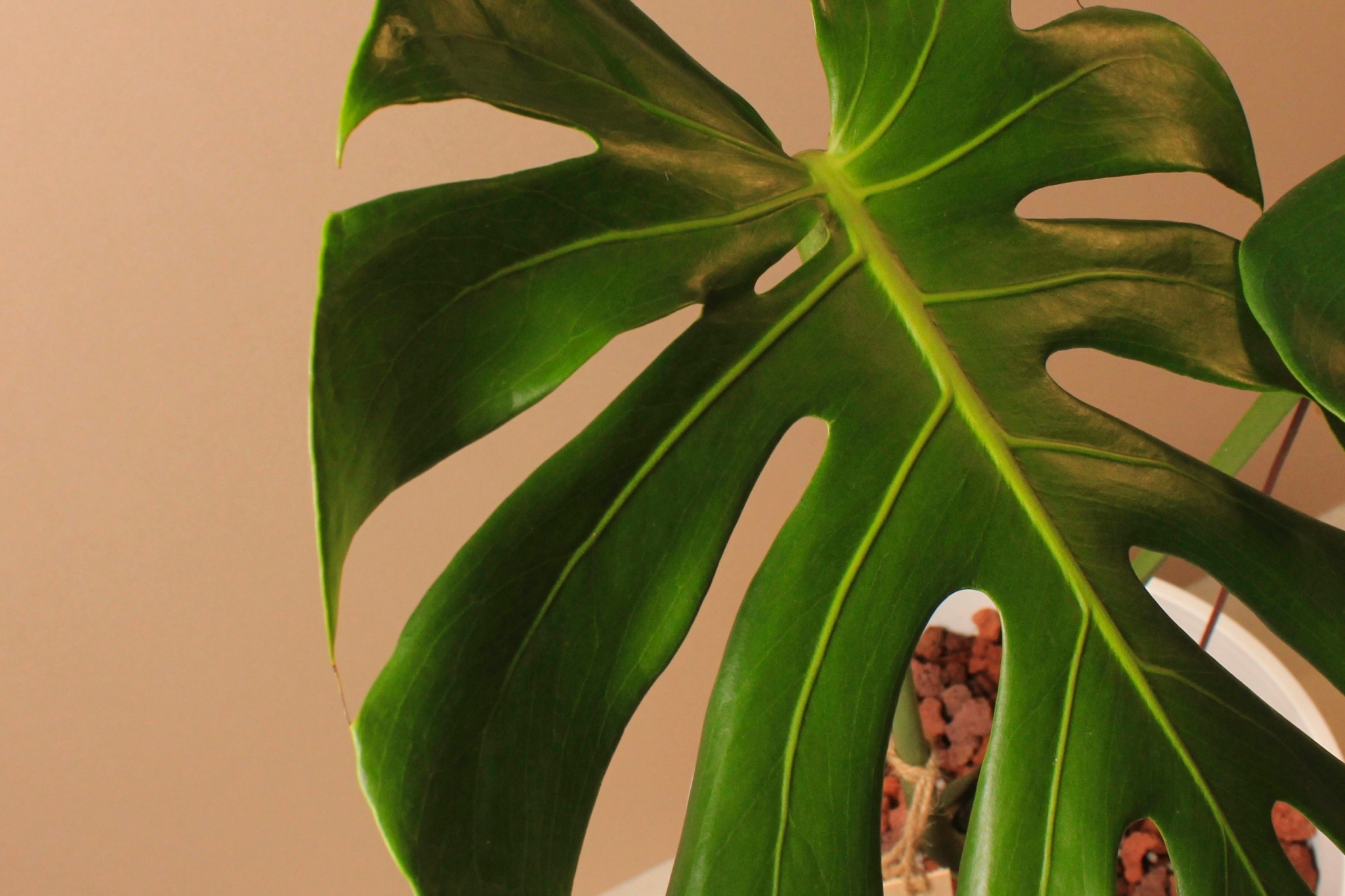 白塑膠高盆_中型龜背芋（阿水）3