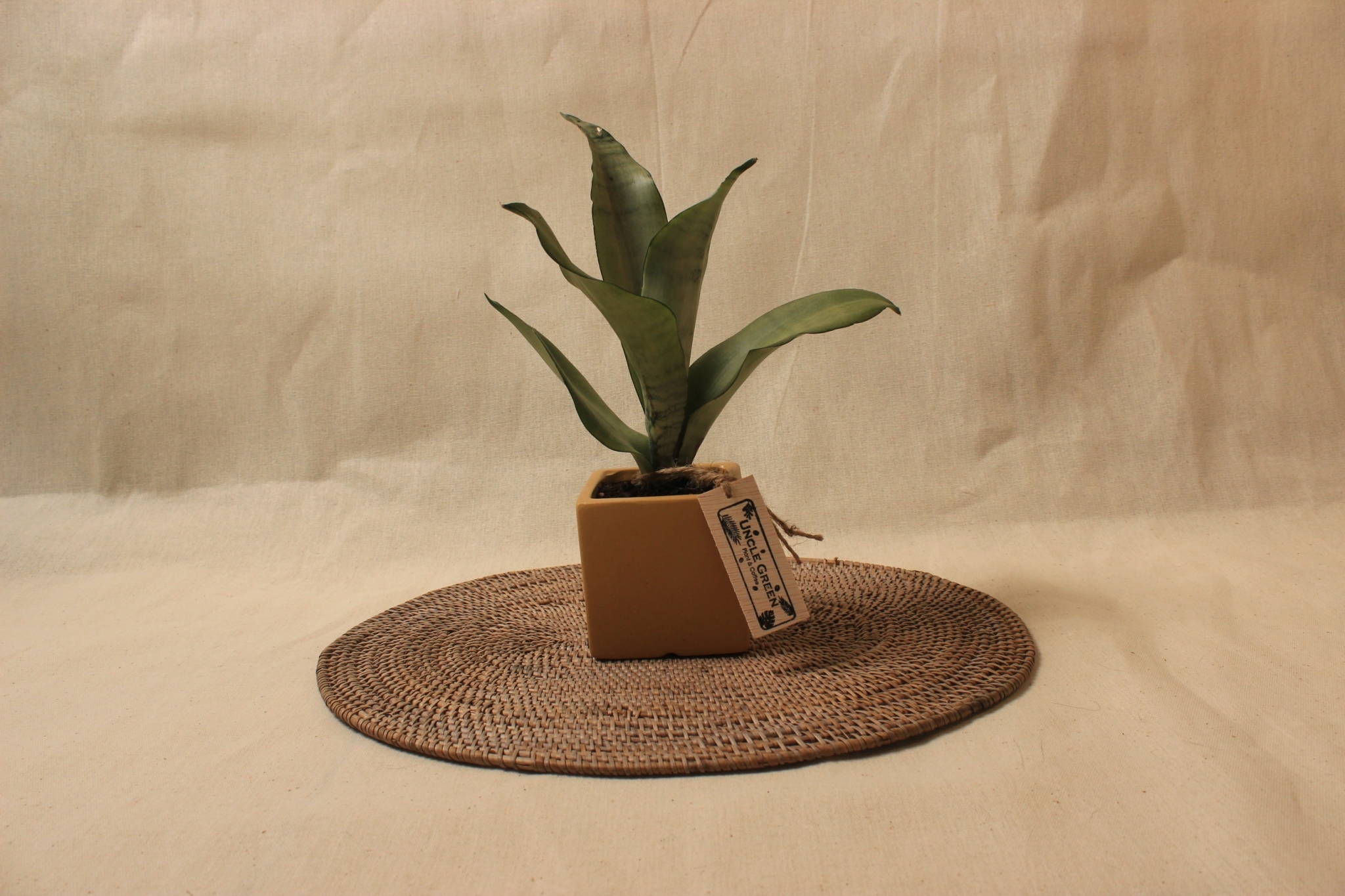 正立方盆_銀后虎尾蘭1