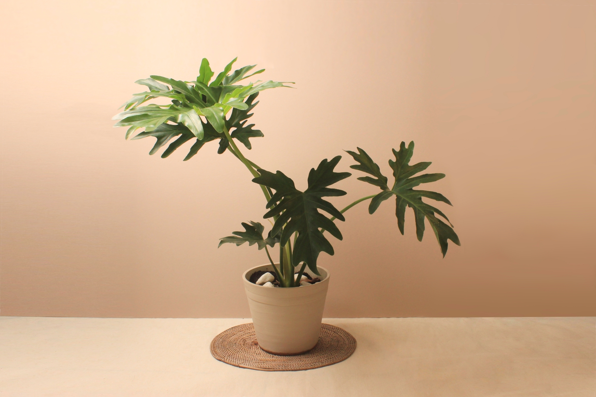 素陶盆（塑膠）_小天使蔓綠絨1