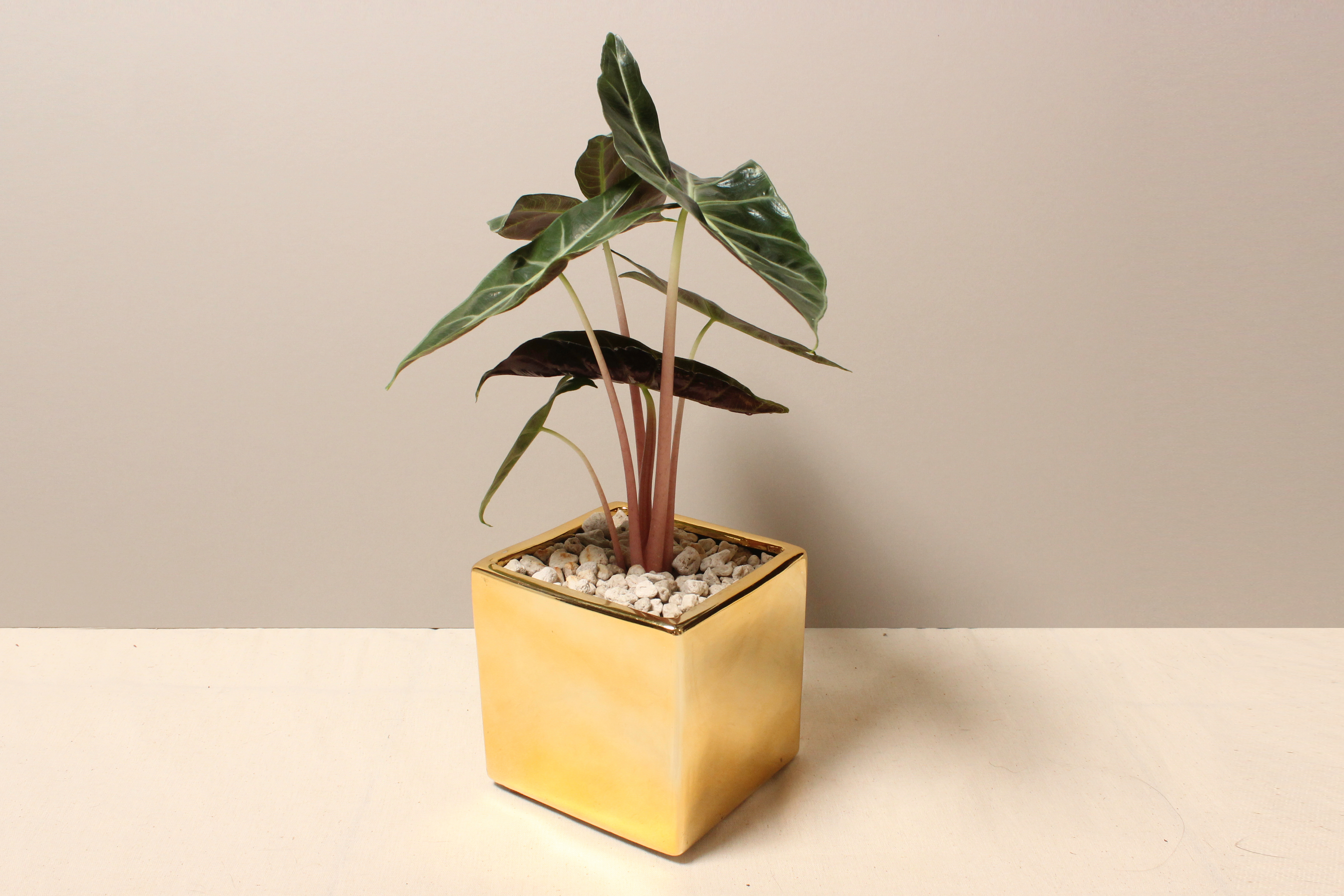 電鍍金盆_粉龍觀音蓮1